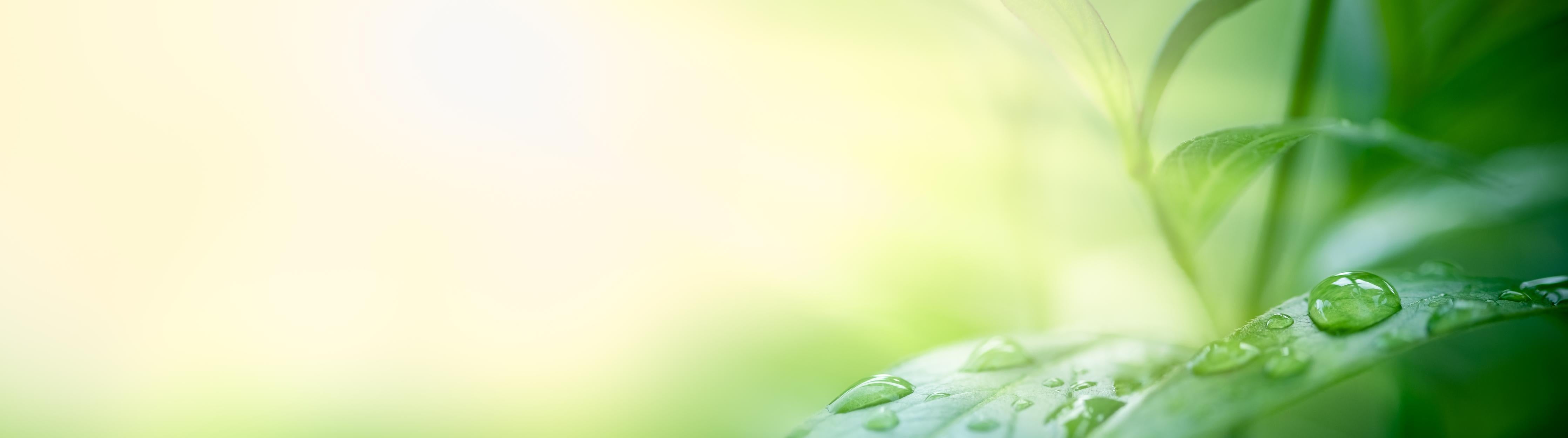 Spritzschutz-Natur Grünes Blatt mit Regentropfen