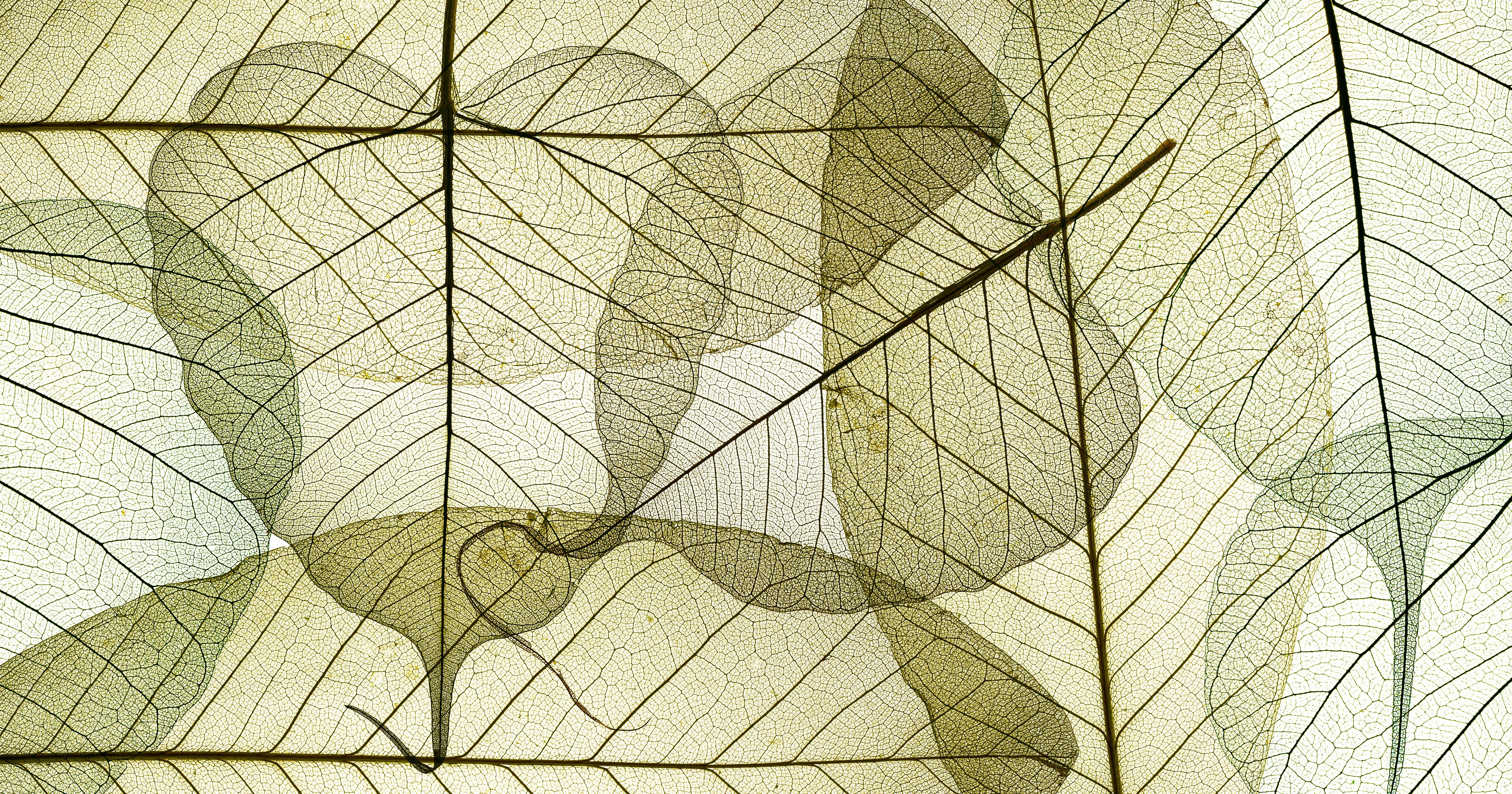 Spritzschutz-Naturinspirierte Blattmuster Texturen Beige