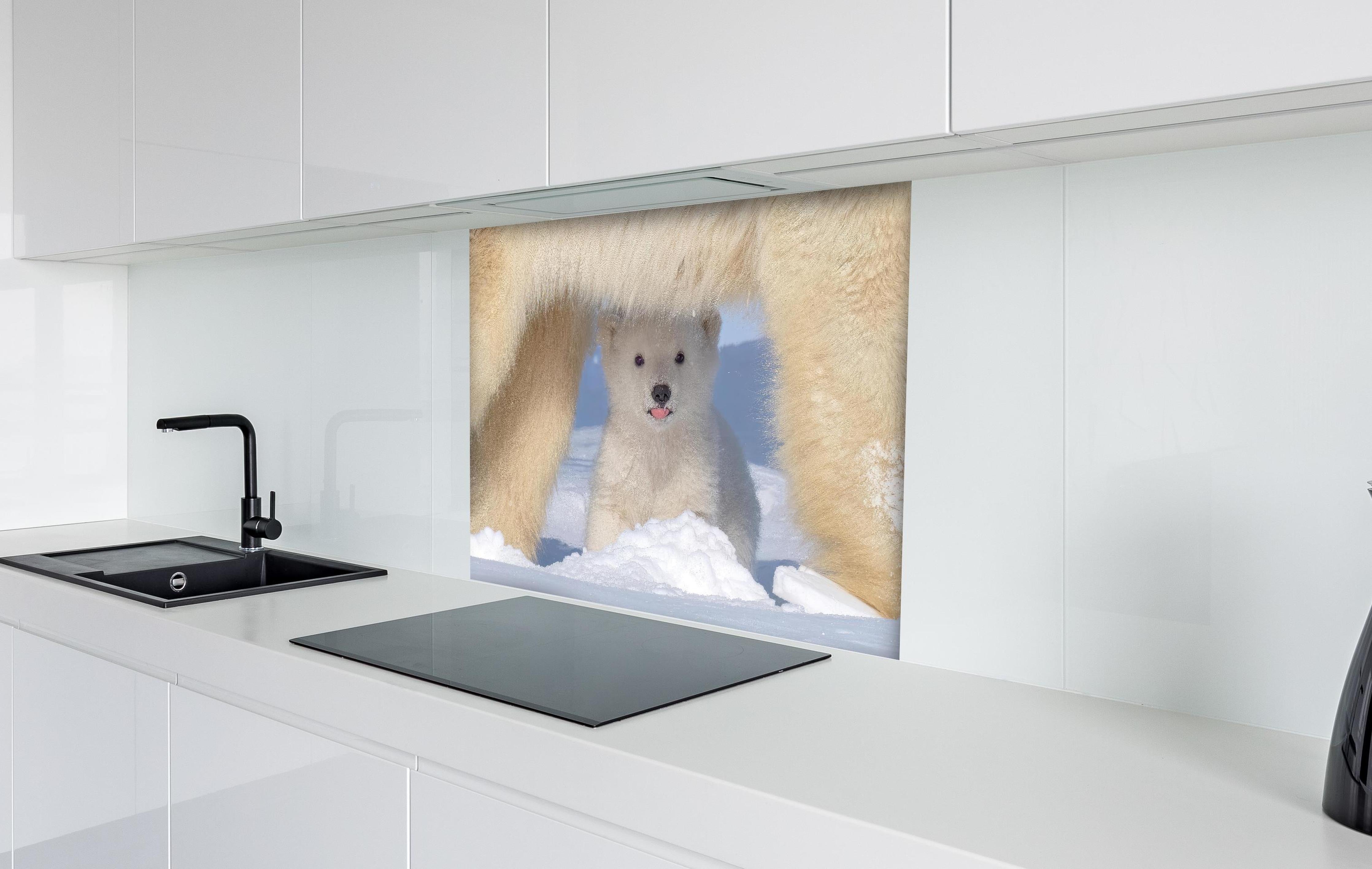Spritzschutz - Niedliches Jungtier - Eisbär hinter einem Cerankochfeld zwischen Holz-Kochutensilien

