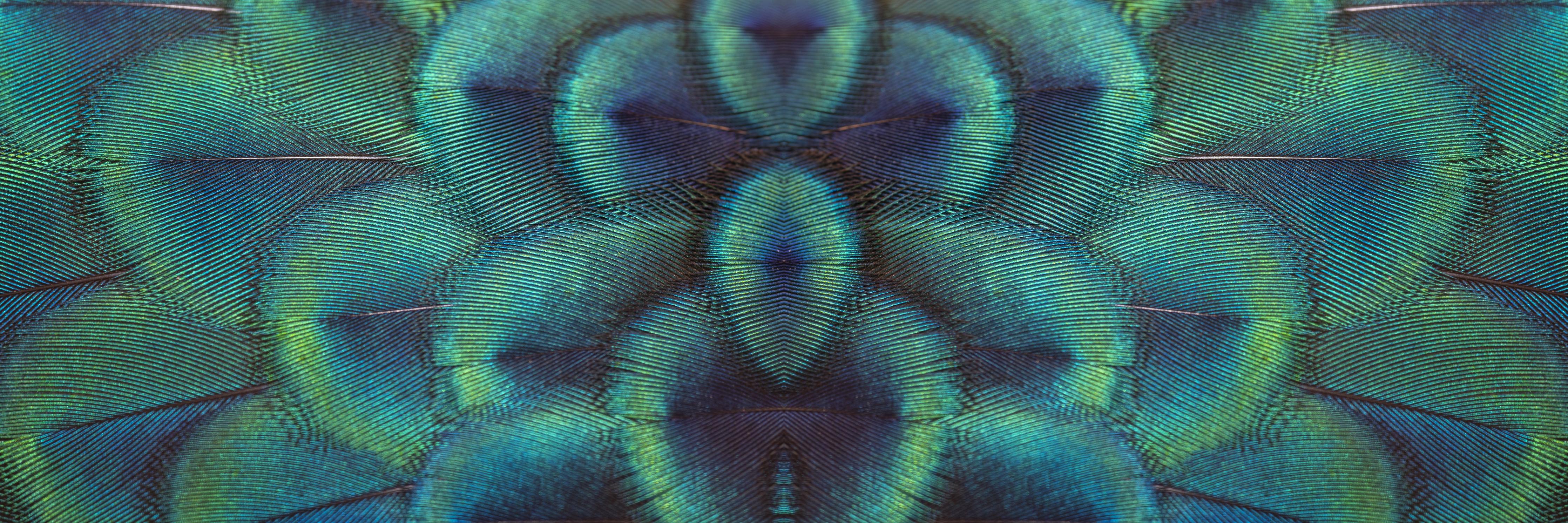 Spritzschutz-Pfauenfedern - Nahaufnahme