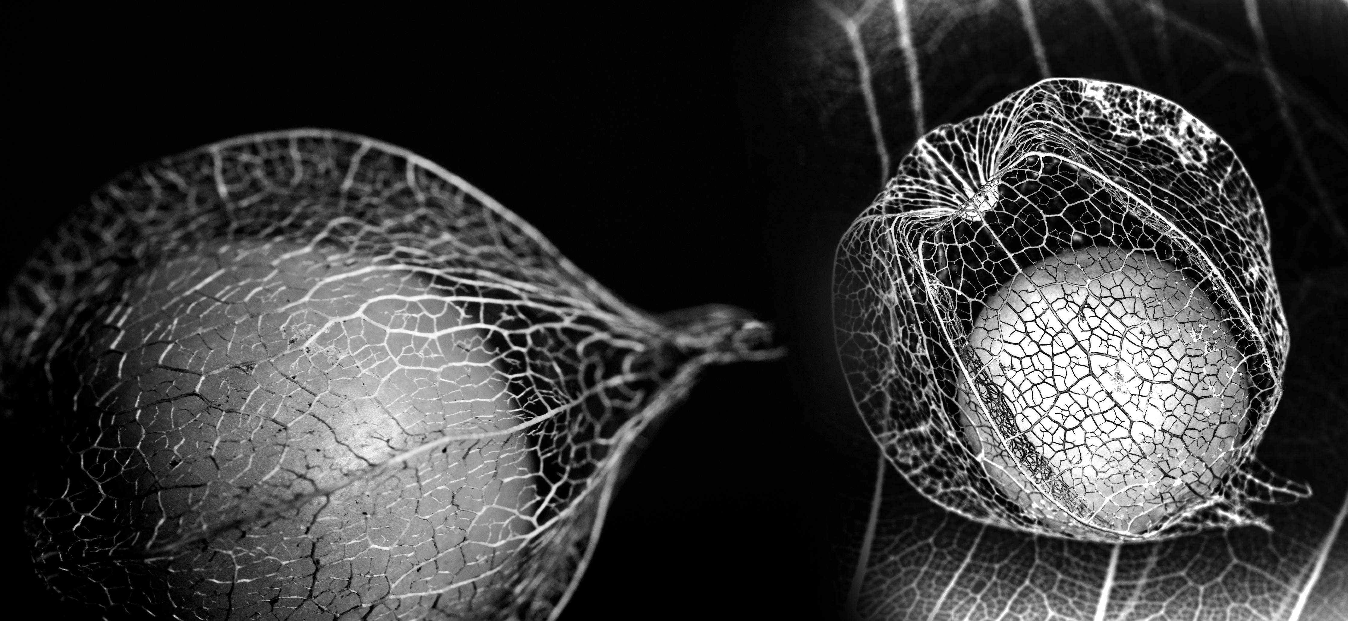 Spritzschutz-Pflanzen Makro-Netzstruktur in Grautönen