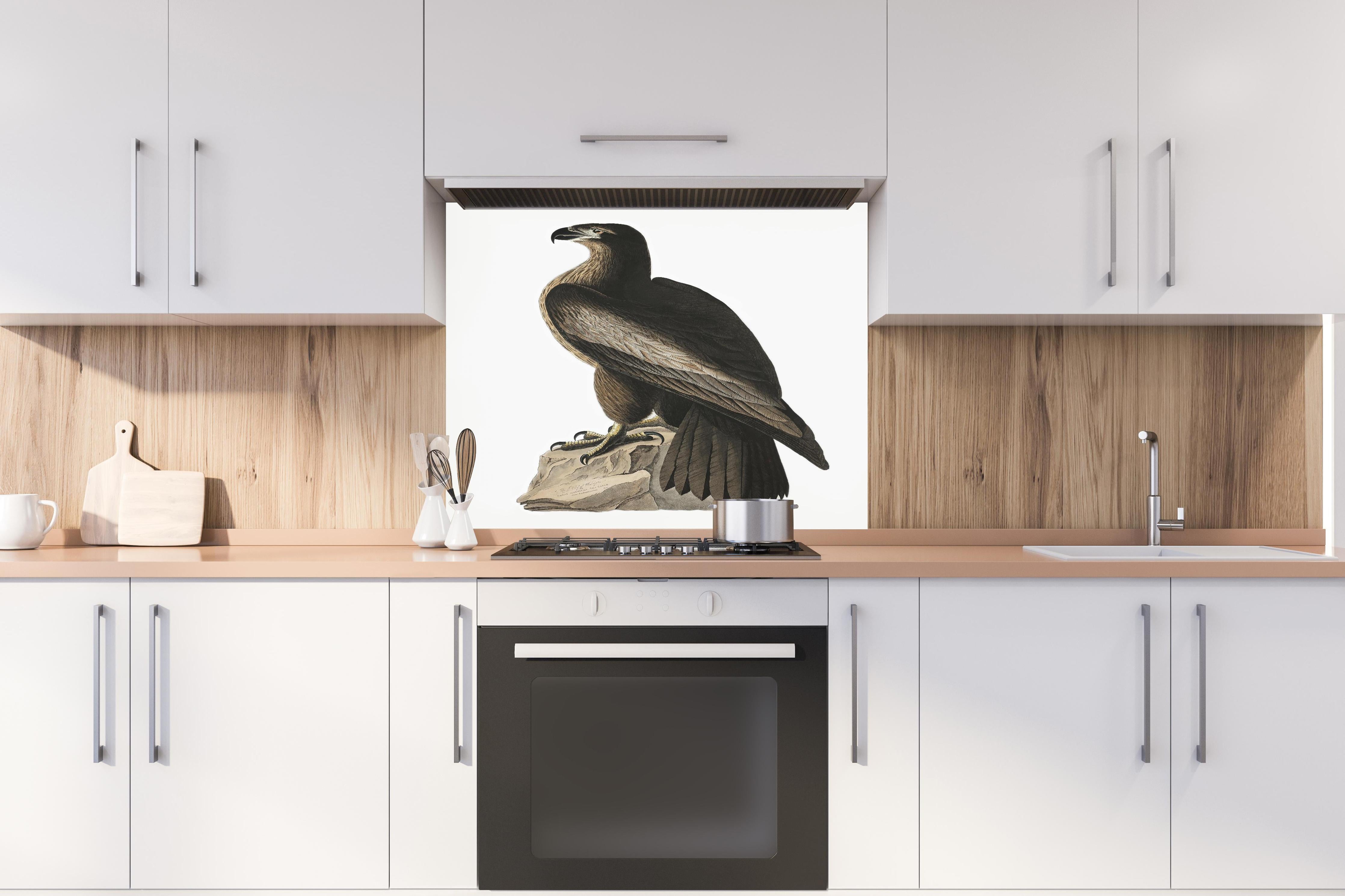 Spritzschutz - Riesenseeadler Portrait - John James Audubon hinter einem Cerankochfeld zwischen Holz-Kochutensilien
