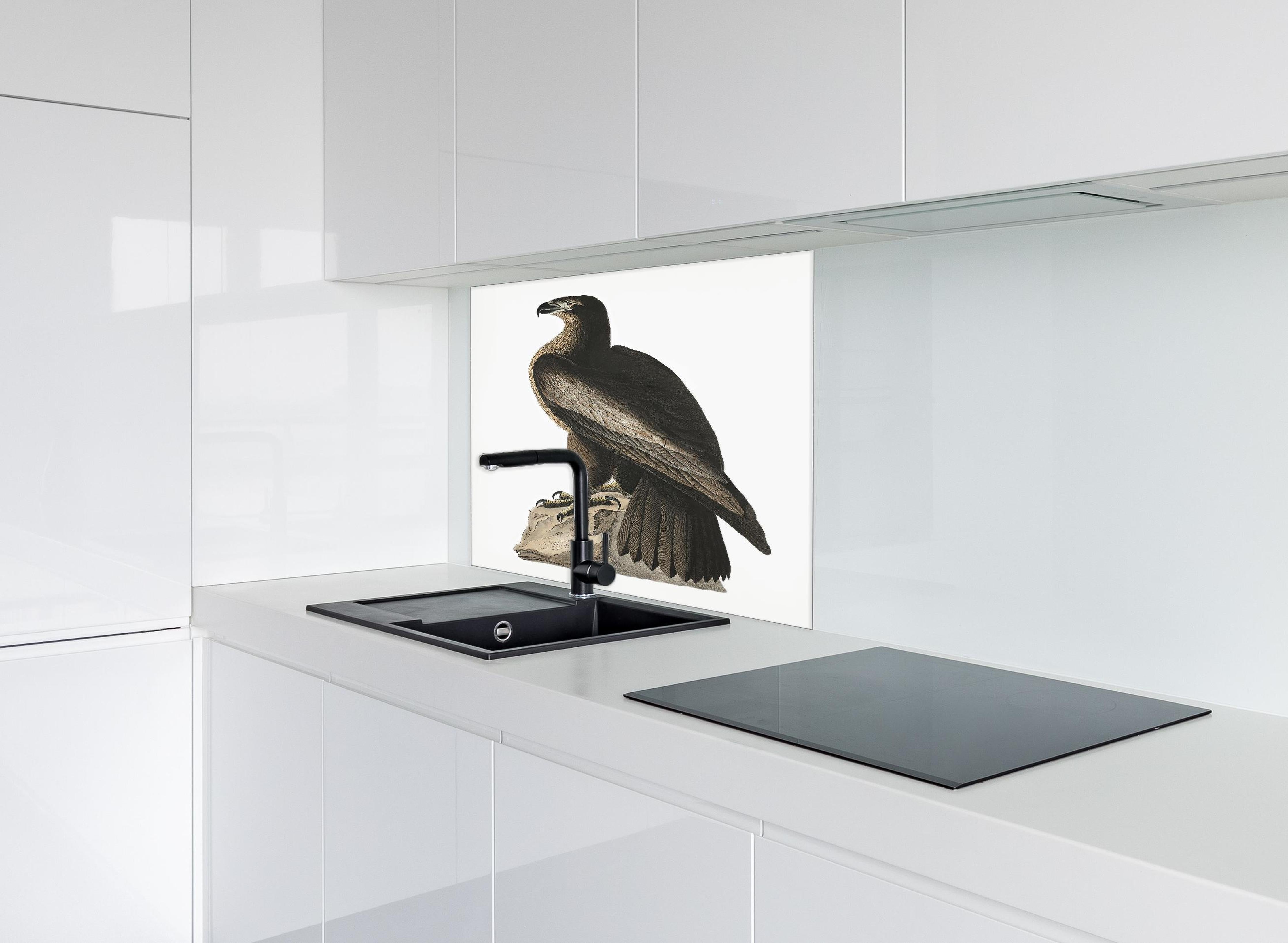 Spritzschutz - Riesenseeadler Portrait - John James Audubon hinter einem Cerankochfeld zwischen Holz-Kochutensilien
