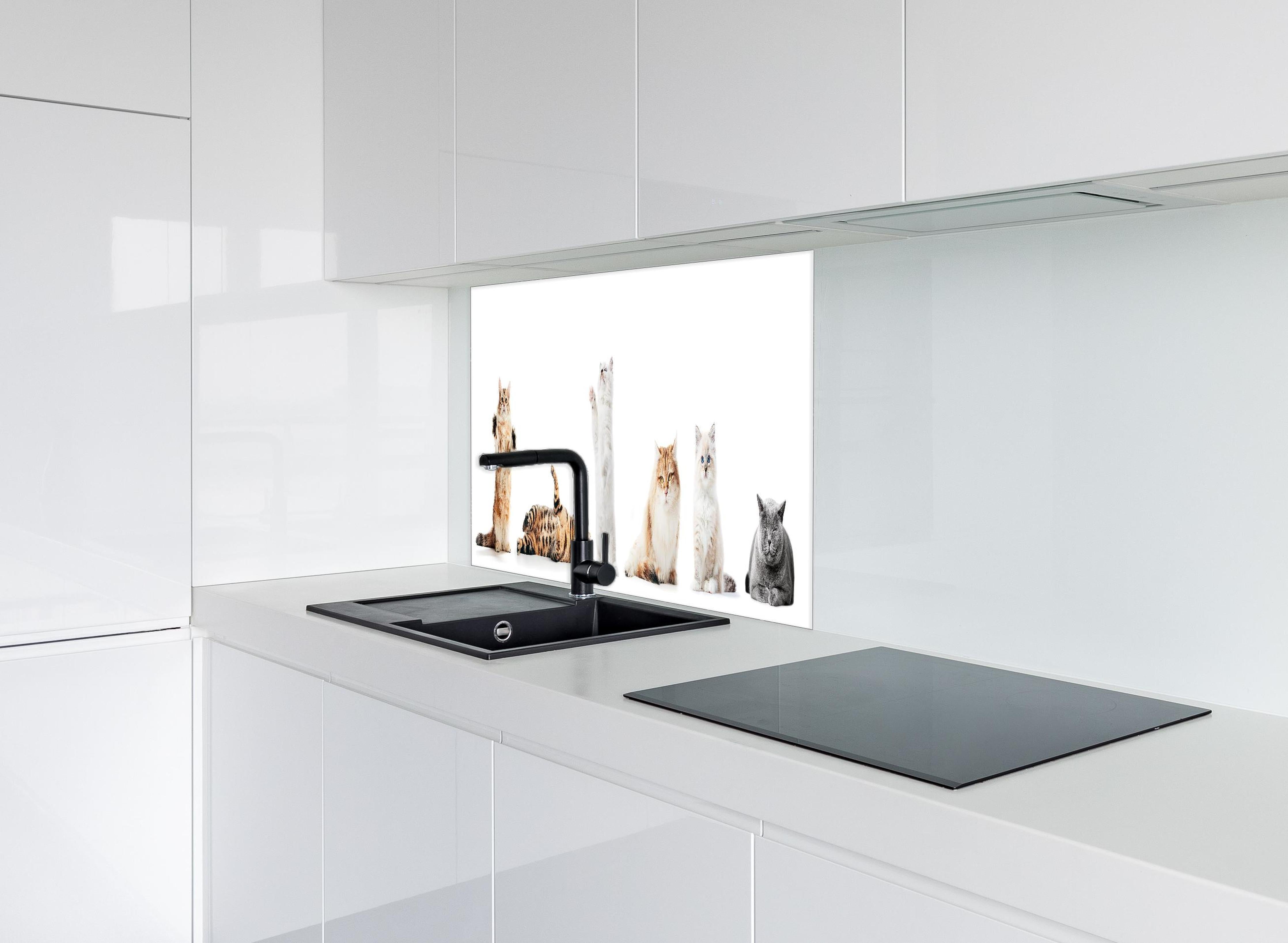 Spritzschutz - Sammlung reinrassiger Katzen auf Weiß hinter einem Cerankochfeld zwischen Holz-Kochutensilien
