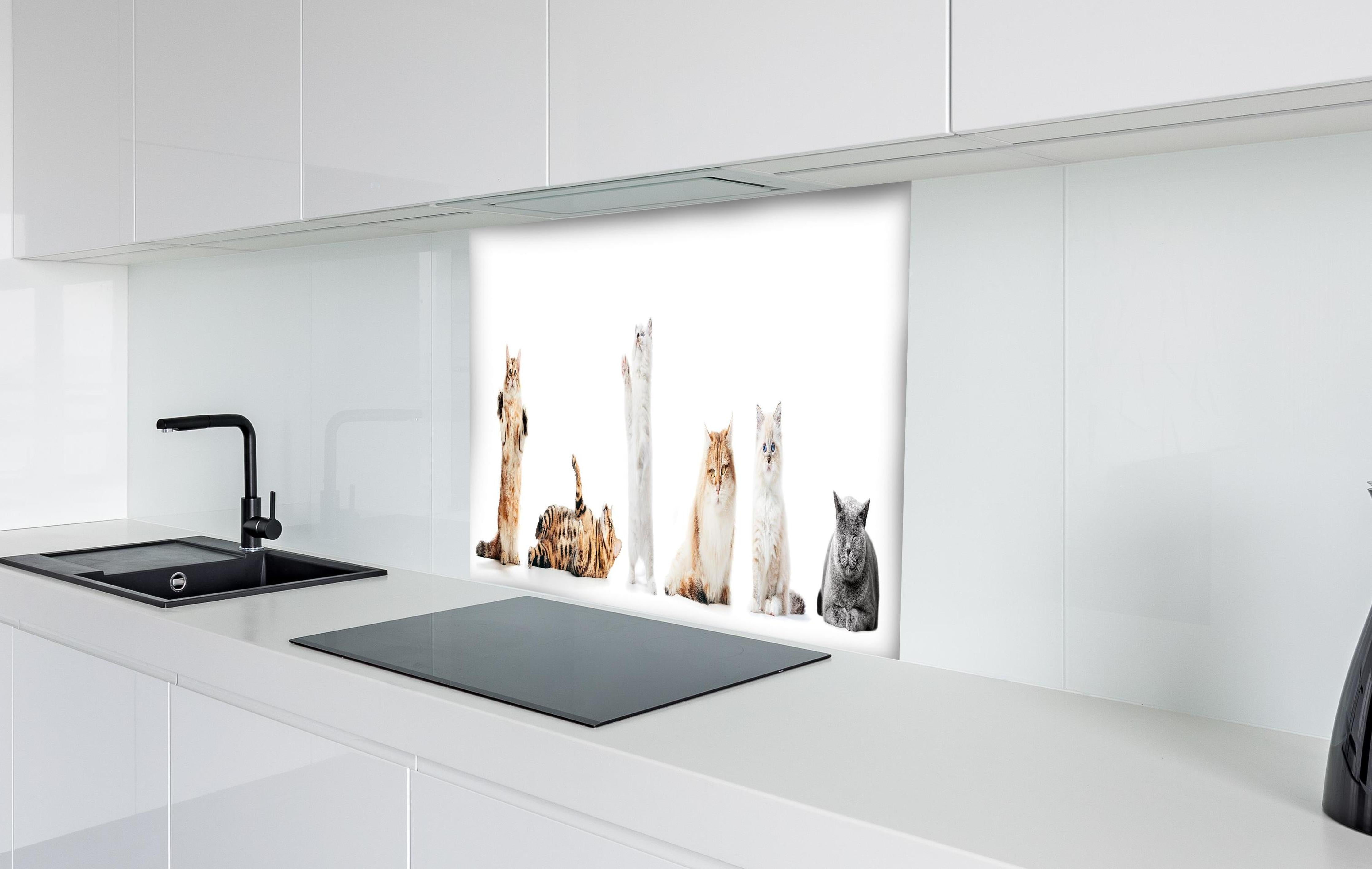 Spritzschutz - Sammlung reinrassiger Katzen auf Weiß hinter einem Cerankochfeld zwischen Holz-Kochutensilien
