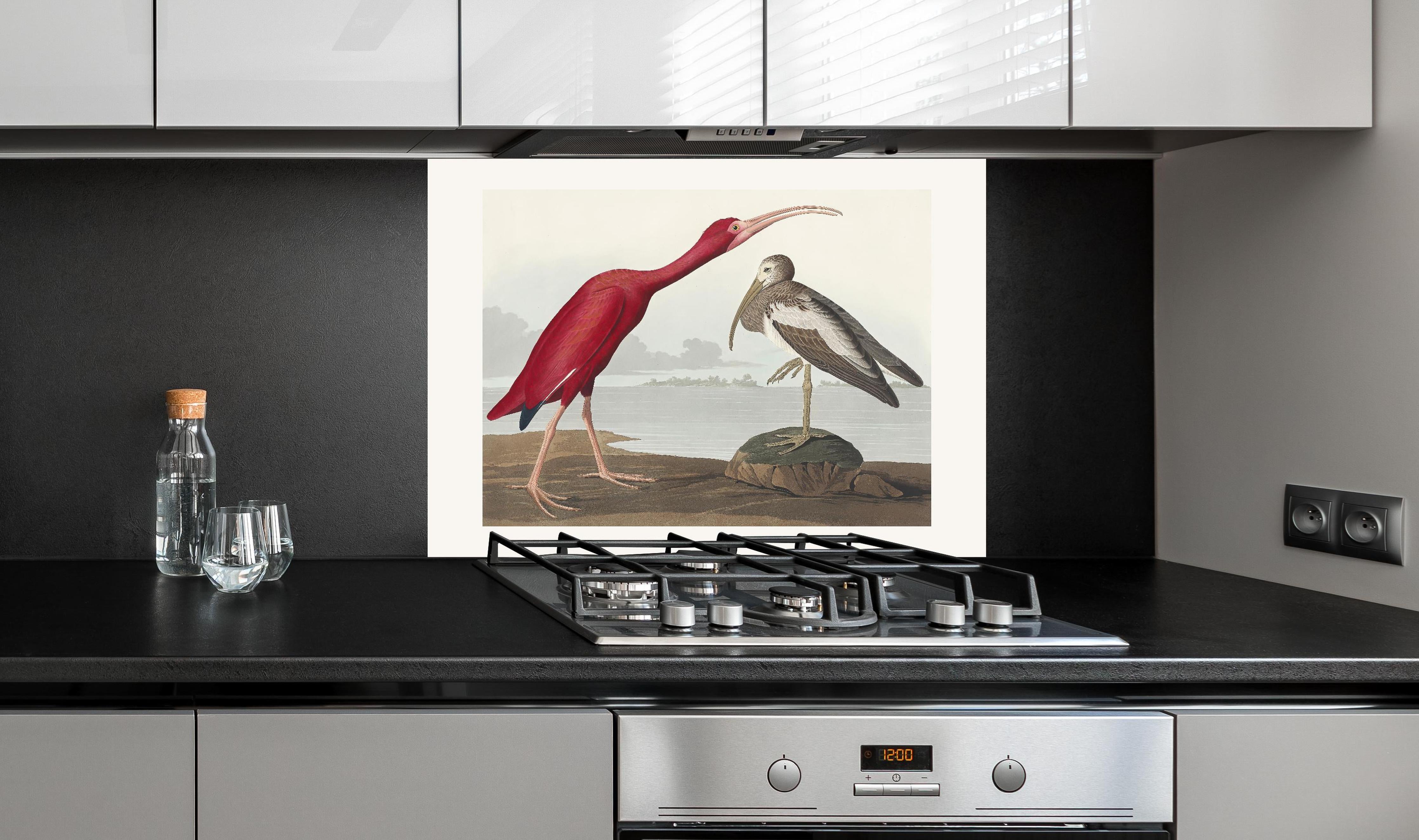 Spritzschutz - Scharlachsichler Portrait - John James Audubon hinter einem Cerankochfeld zwischen Holz-Kochutensilien
