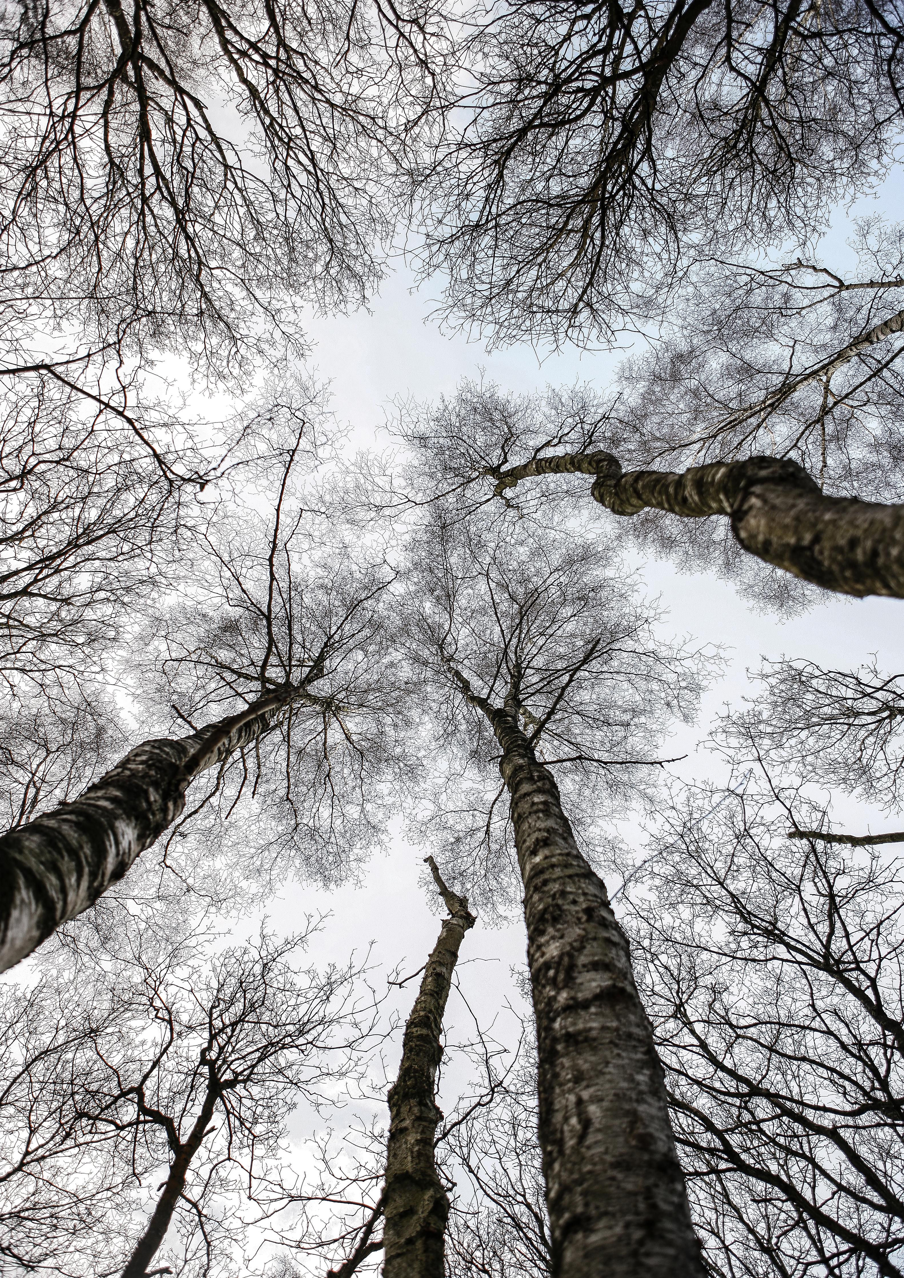 Spritzschutz-Schnee Wald