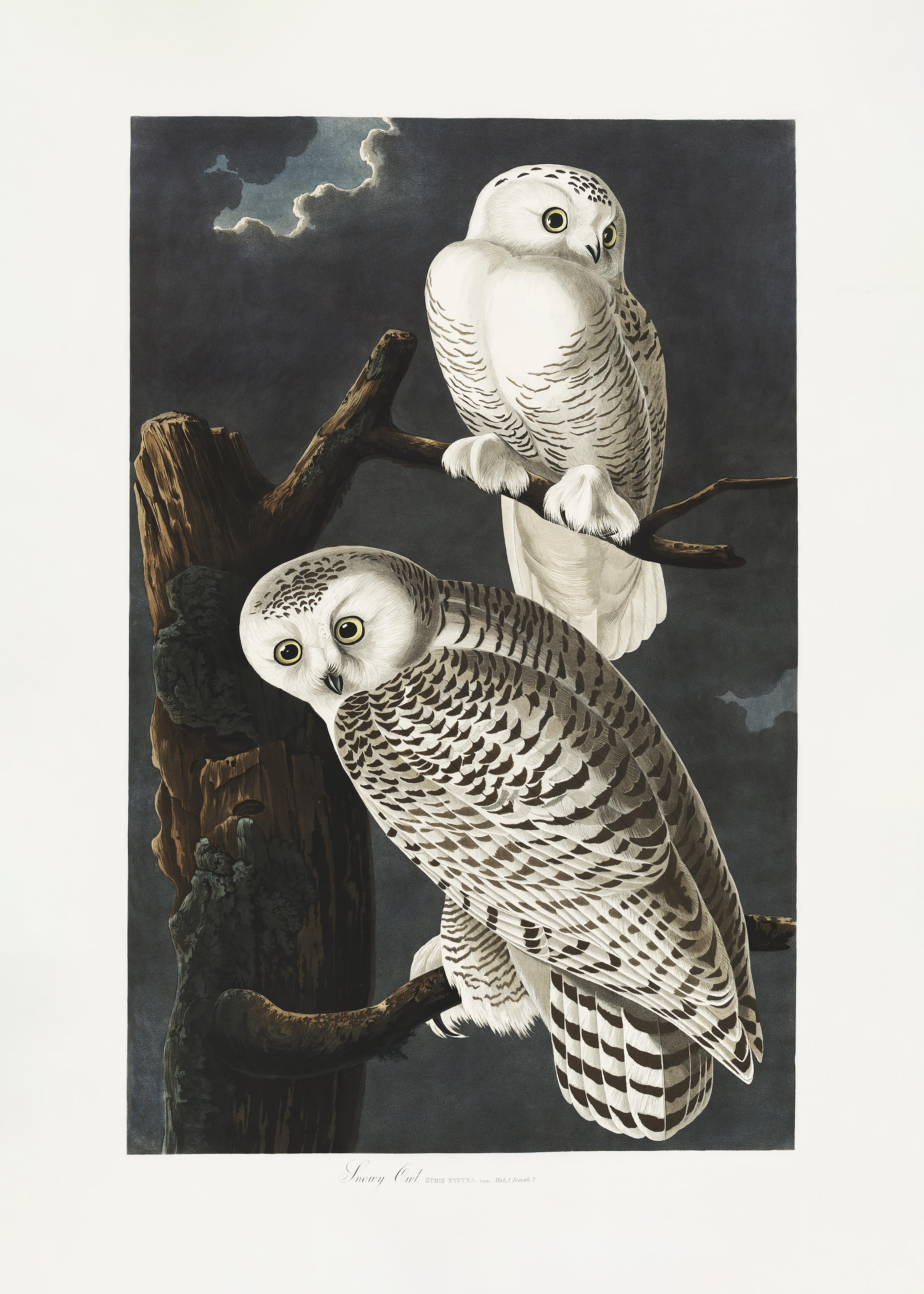 Spritzschutz-Schneeweiße Eulen - John James Audubon