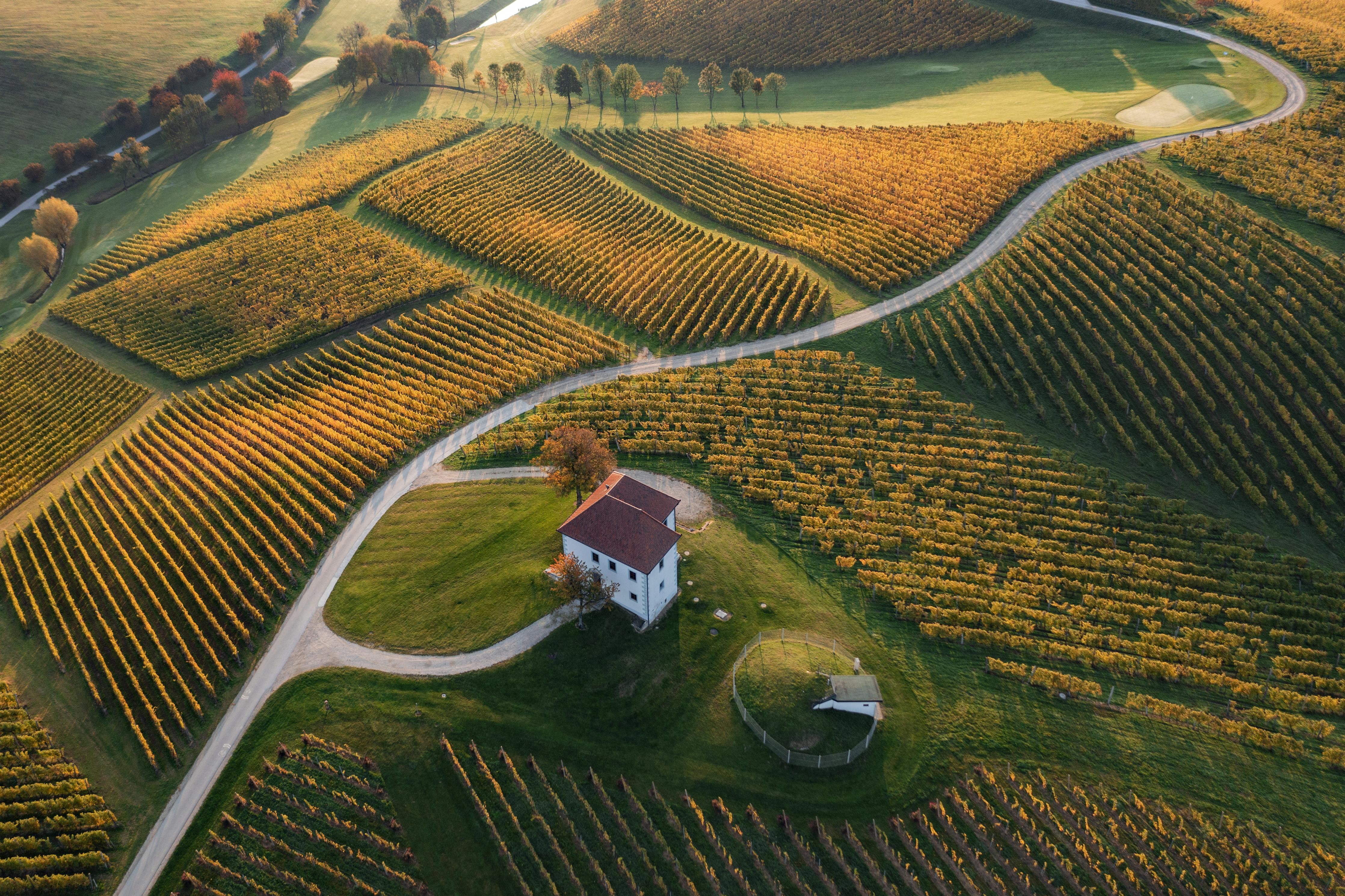 Spritzschutz-Serenes Grün-Hügellandschaft mit Farmhaus