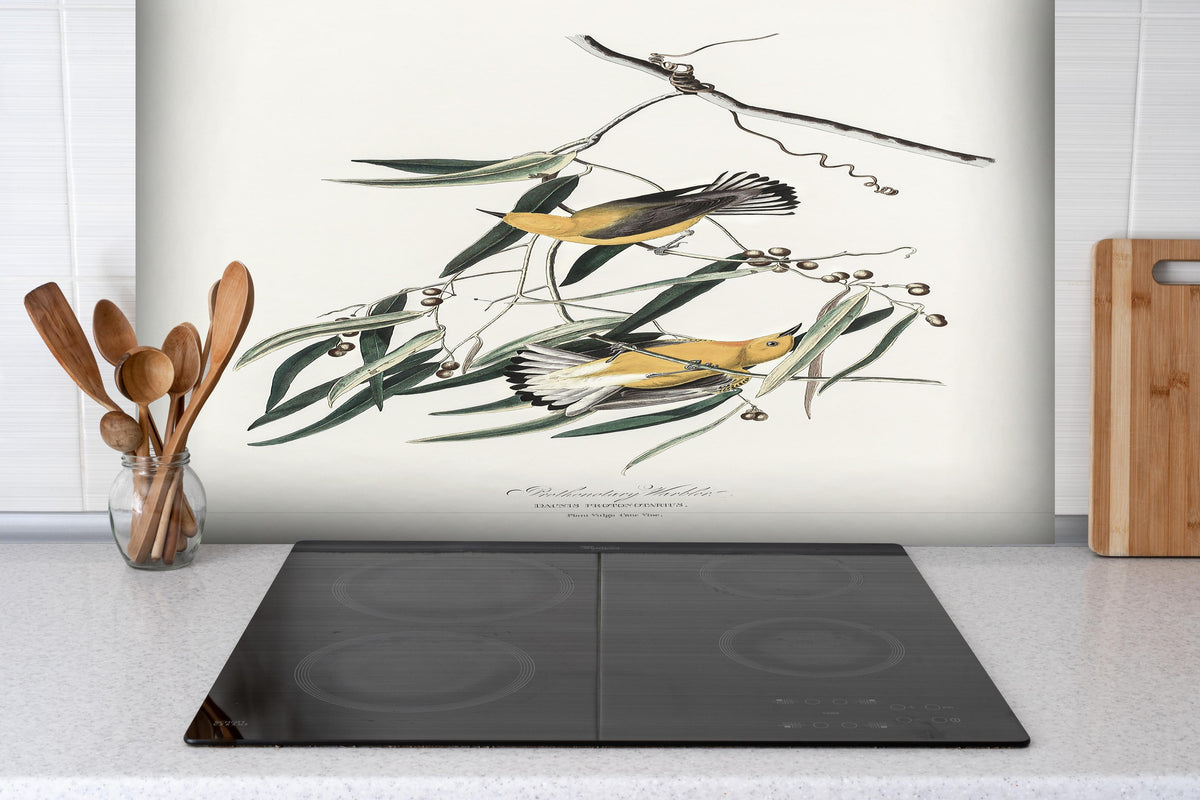 Spritzschutz - Singvogel Portrait - John James Audubon hinter einem Cerankochfeld zwischen Holz-Kochutensilien
