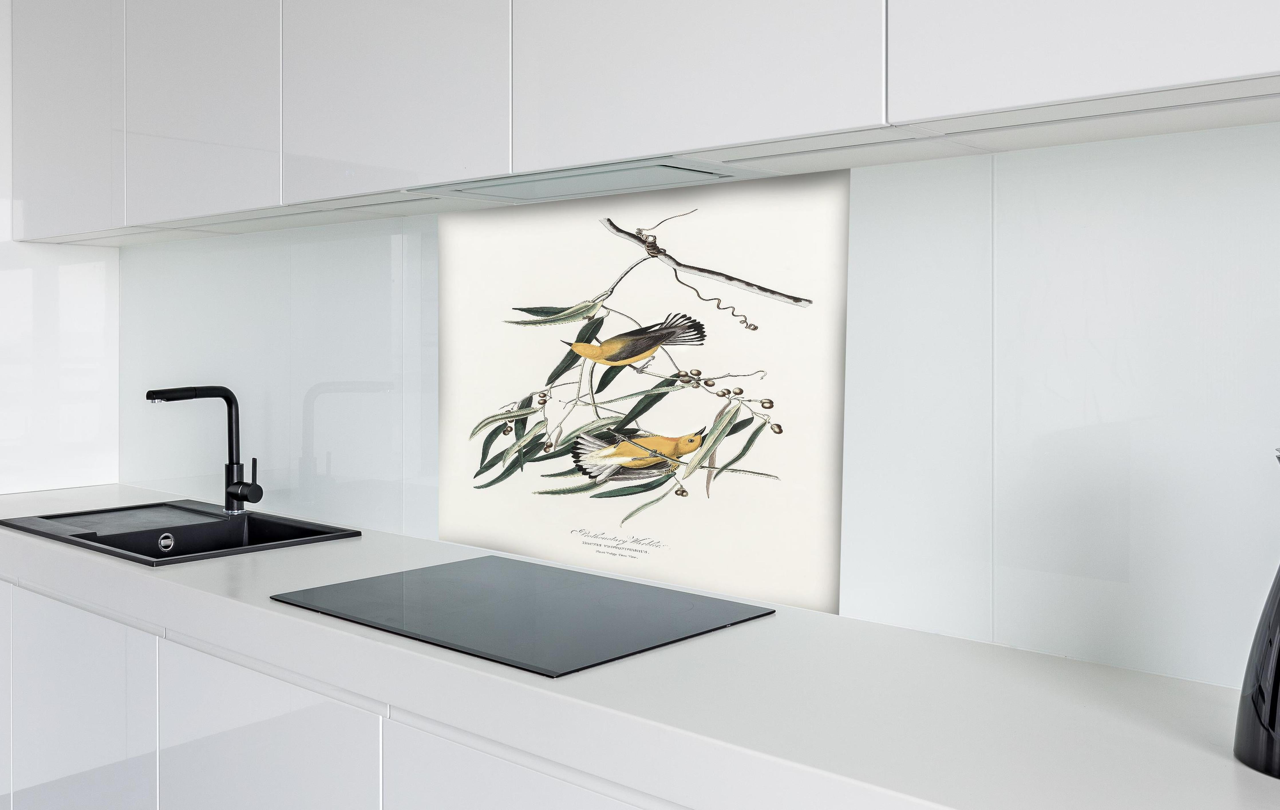 Spritzschutz - Singvogel Portrait - John James Audubon hinter einem Cerankochfeld zwischen Holz-Kochutensilien
