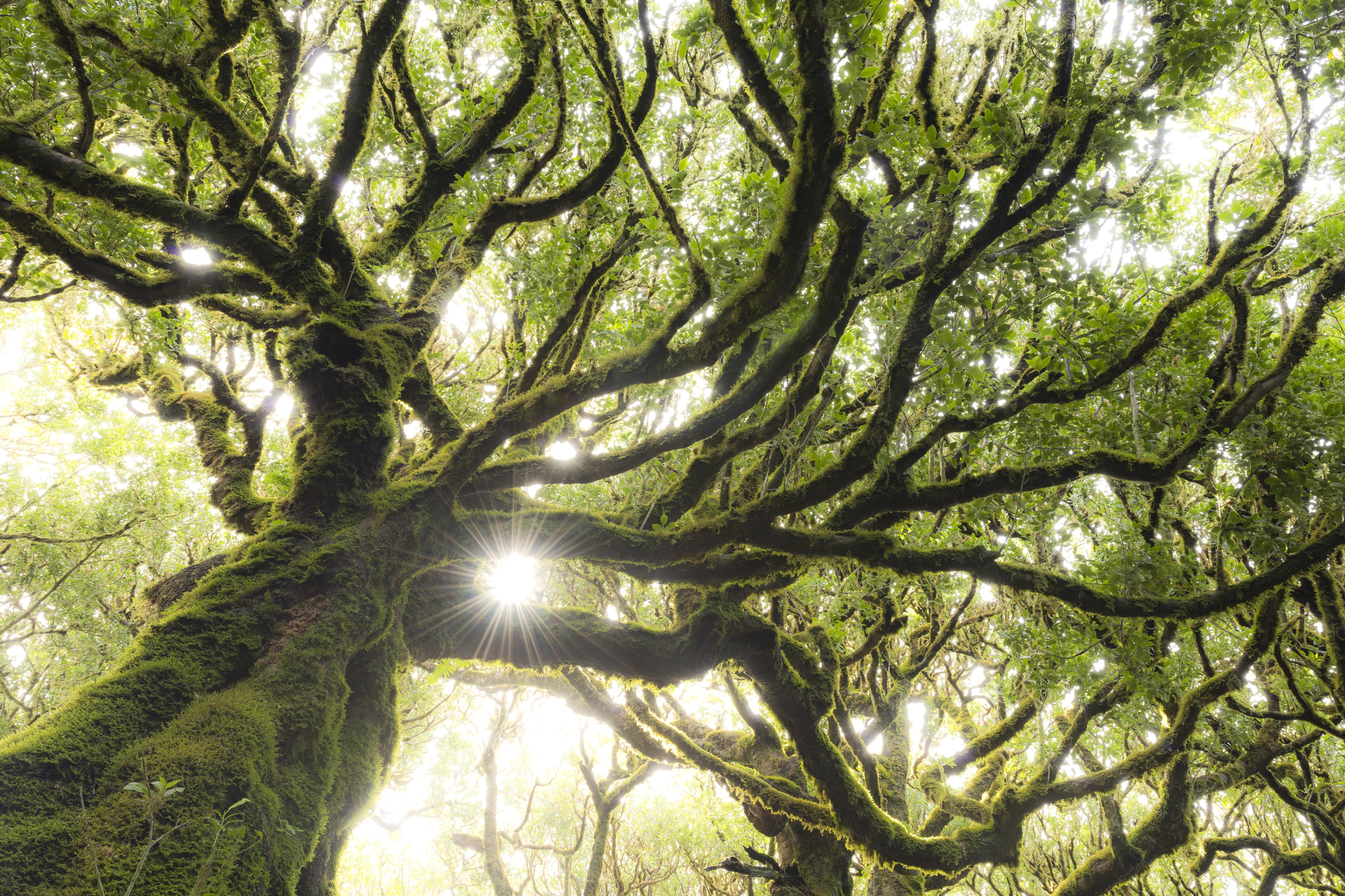 Spritzschutz-Sonnenstrahlen im Wald