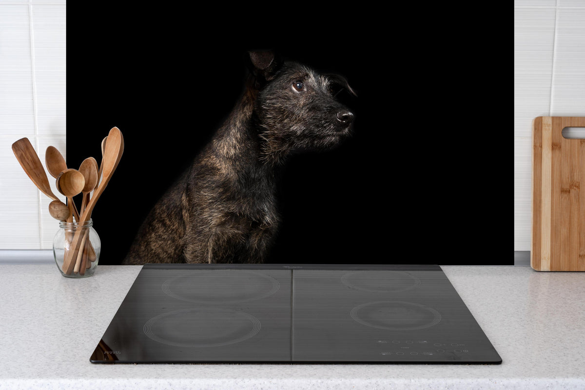 Spritzschutz - Dunkler Cairn Terrier Hund hinter einem Cerankochfeld zwischen Holz-Kochutensilien
