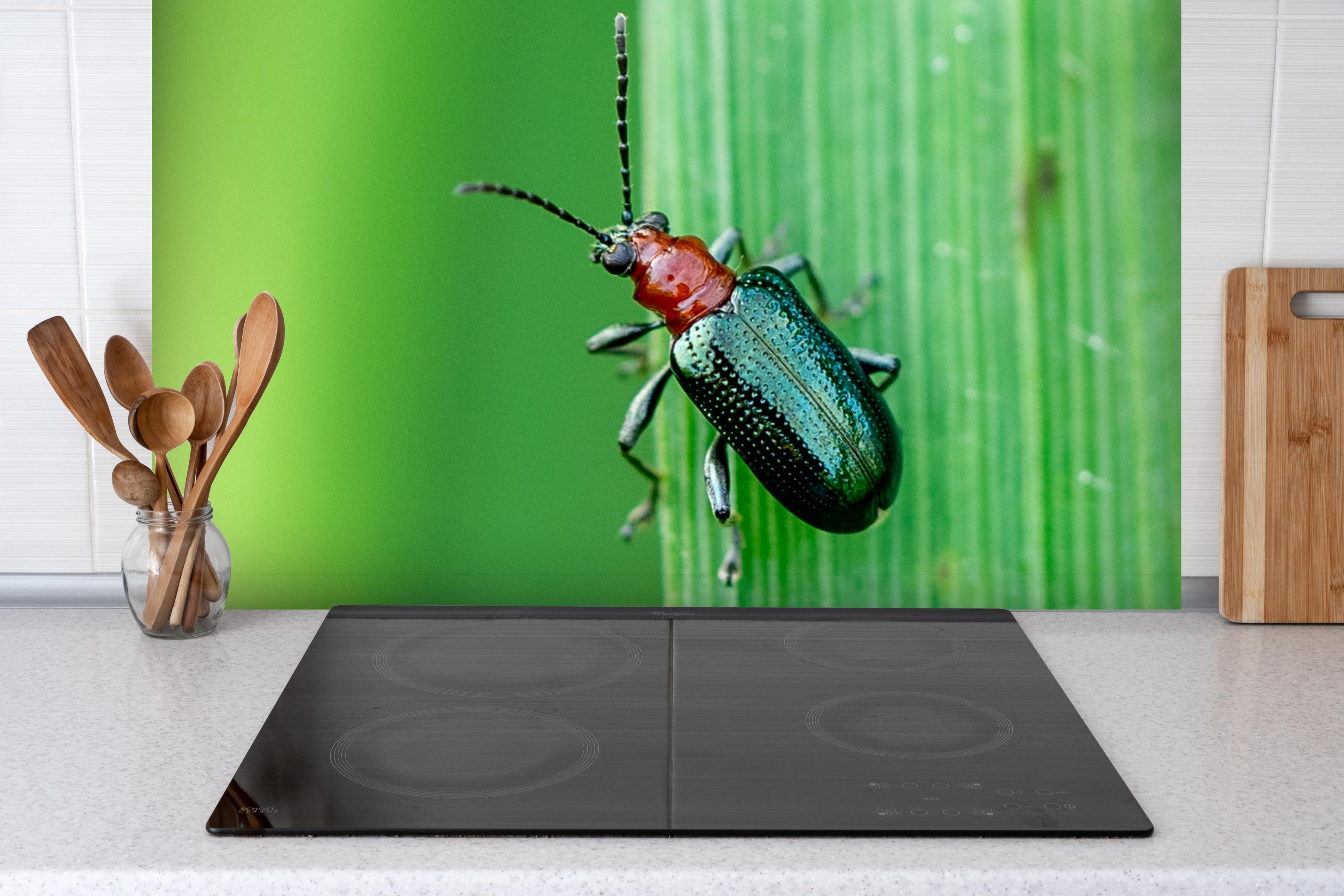 Spritzschutz - Käfer auf Blatt hinter einem Cerankochfeld zwischen Holz-Kochutensilien

