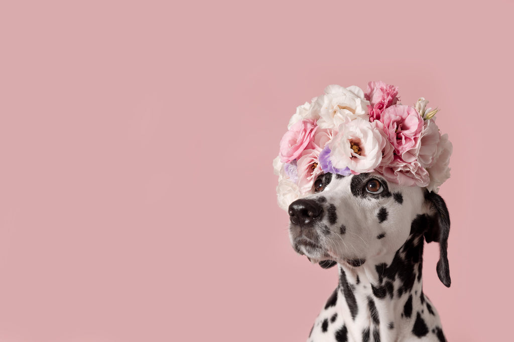 Absolut der günstigste Spritzschutz - Liebenswerter Dalmatiner Hund Rueckwand24 