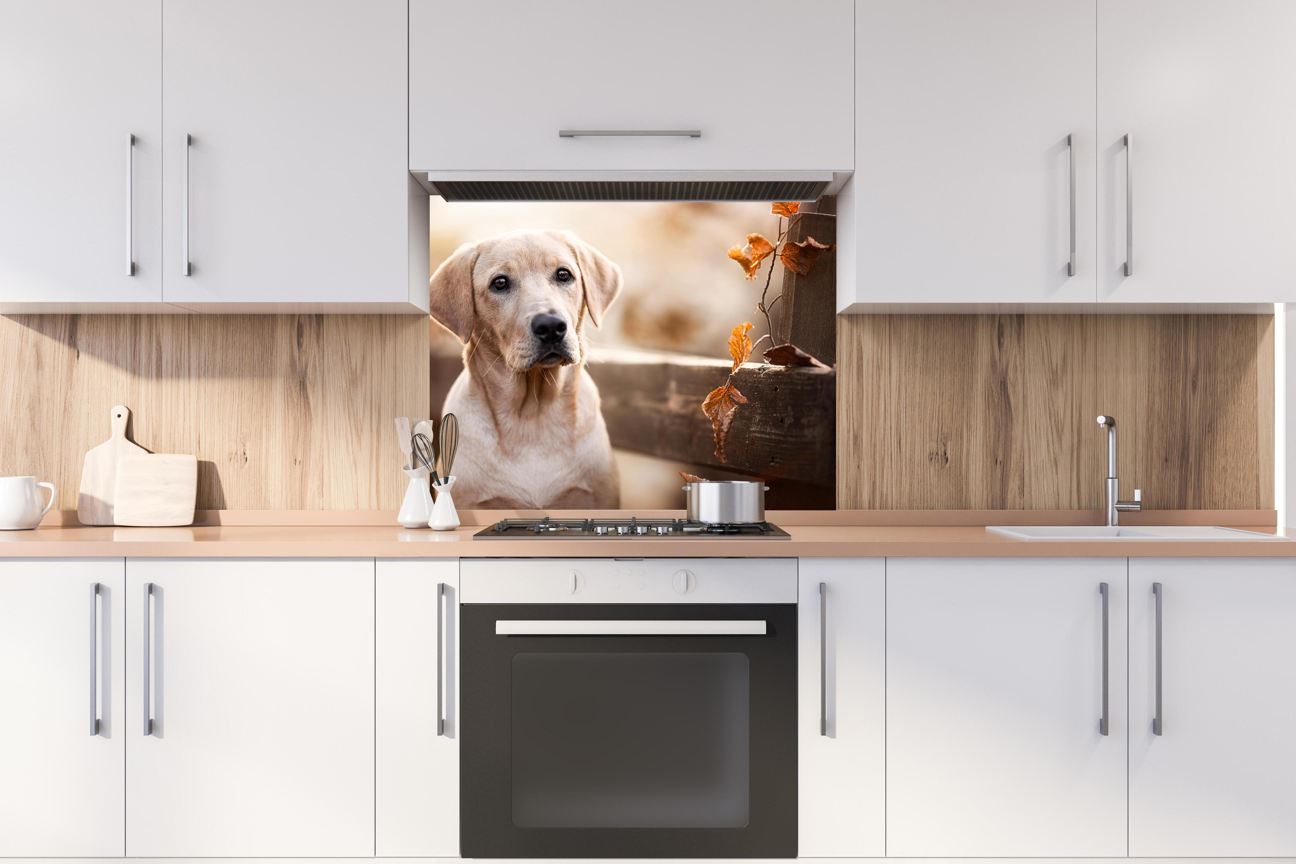Spritzschutz - Niedlicher Labrador Welpe hinter stilvollem Gasherd unter Dunstabzugshaube