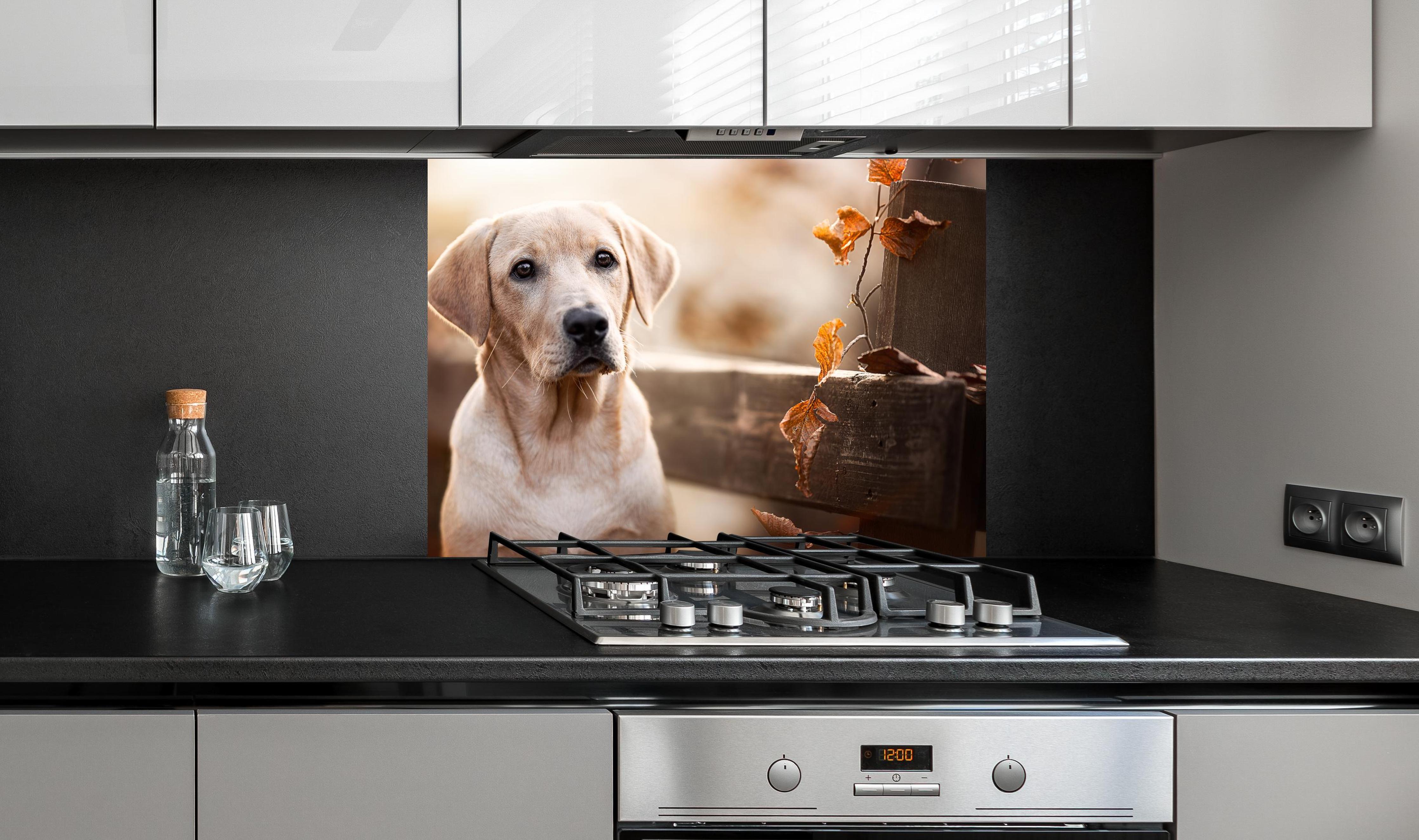 Spritzschutz - Niedlicher Labrador Welpe an edler Anthrazit-Wand hinter silbernem Gasherd