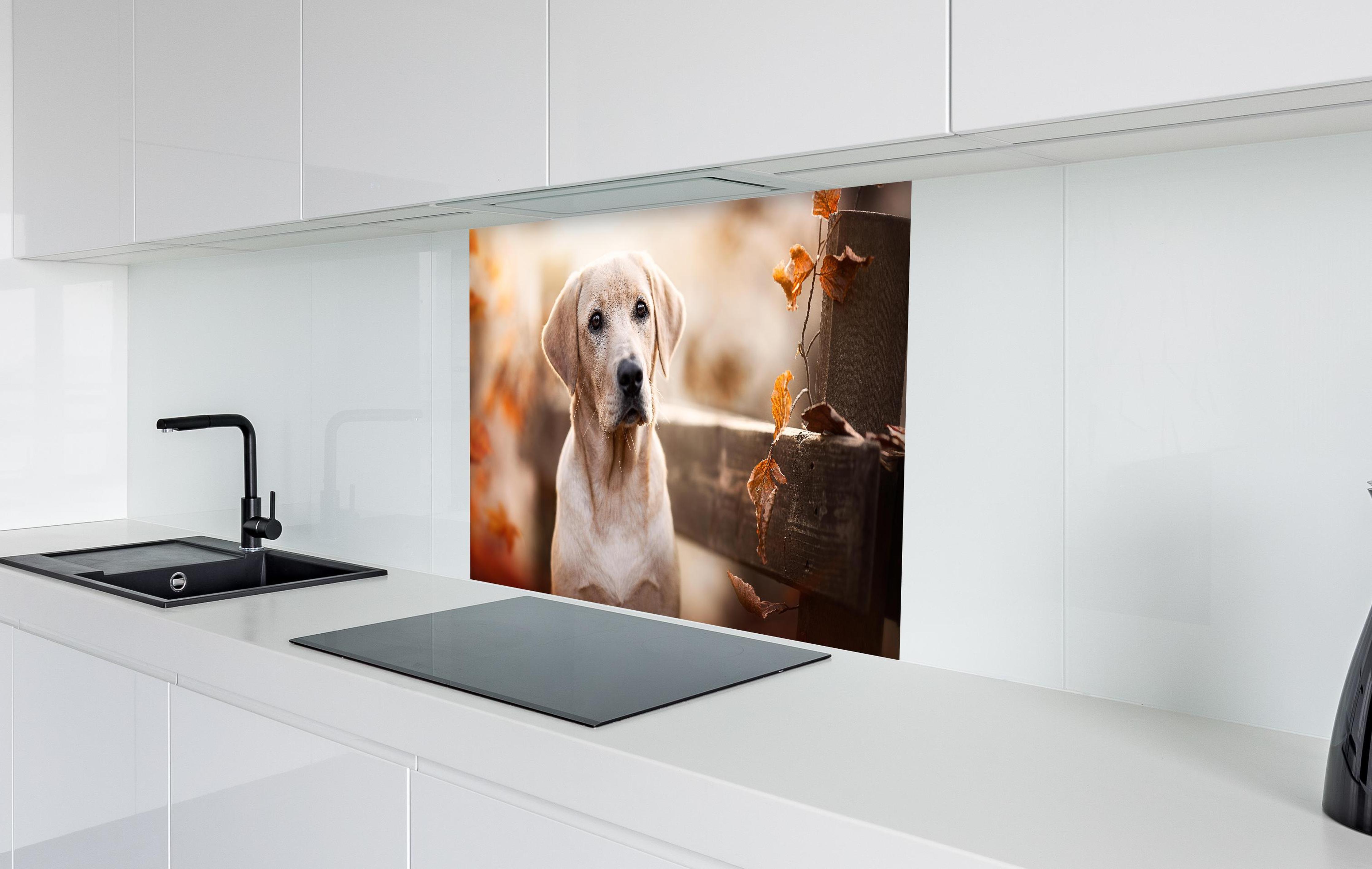 Spritzschutz - Niedlicher Labrador Welpe  in weißer Hochglanz-Küche hinter einem Cerankochfeld