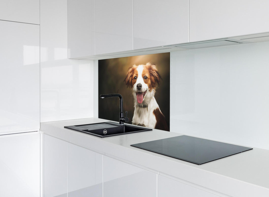 Spritzschutz - Porträt eines niedlichen Kooiker-Hundes hinter modernem schwarz-matten Spülbecken in weißer Hochglanz-Küche