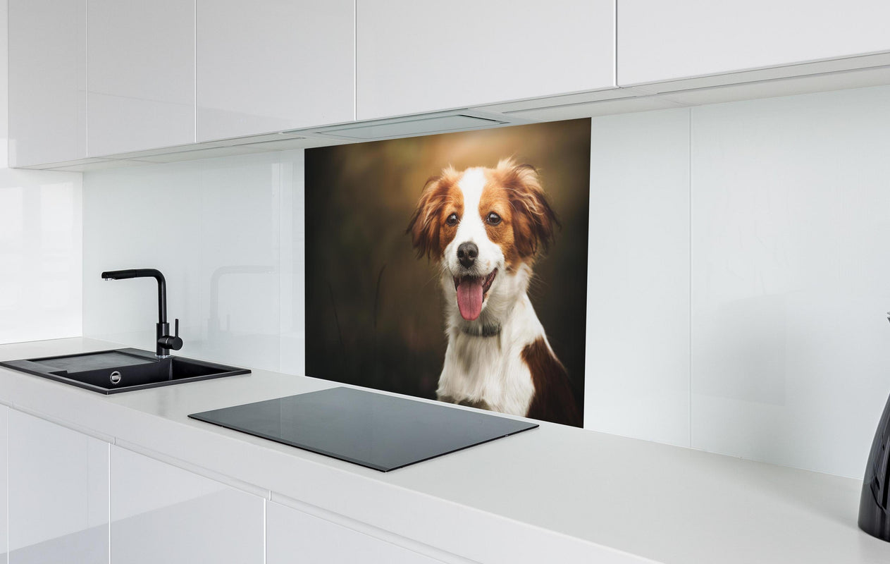 Spritzschutz - Porträt eines niedlichen Kooiker-Hundes  in weißer Hochglanz-Küche hinter einem Cerankochfeld