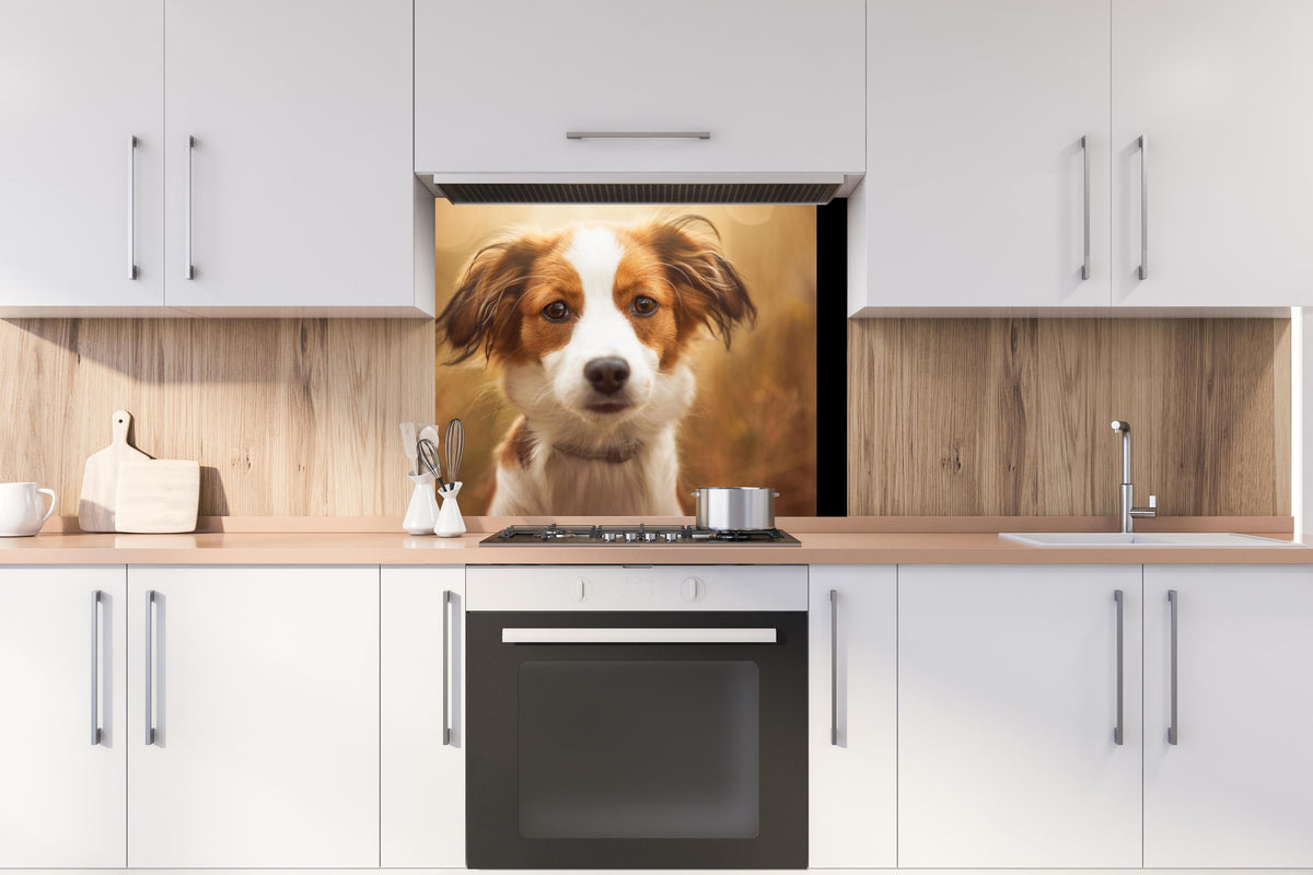 Spritzschutz - Portrait eines süßen Kooiker Hundes hinter stilvollem Gasherd unter Dunstabzugshaube