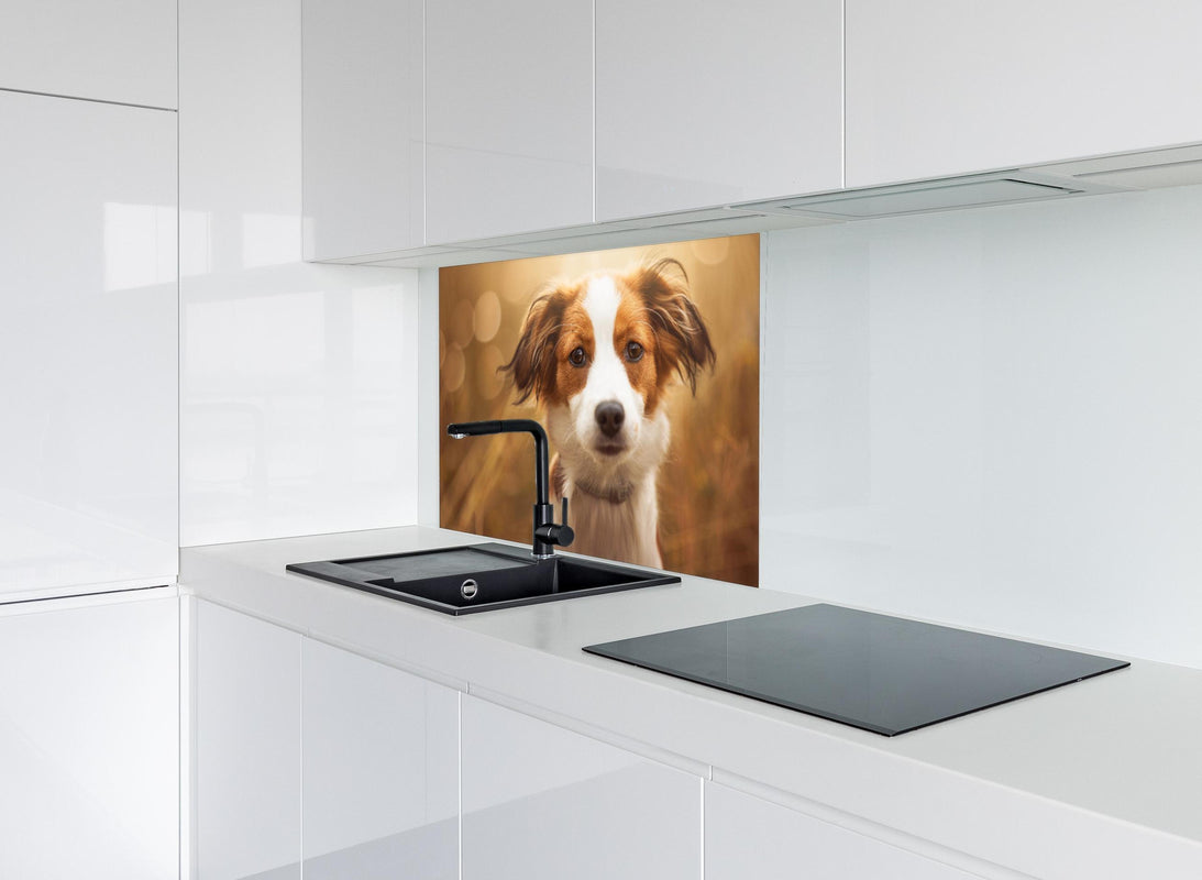 Spritzschutz - Portrait eines süßen Kooiker Hundes hinter modernem schwarz-matten Spülbecken in weißer Hochglanz-Küche