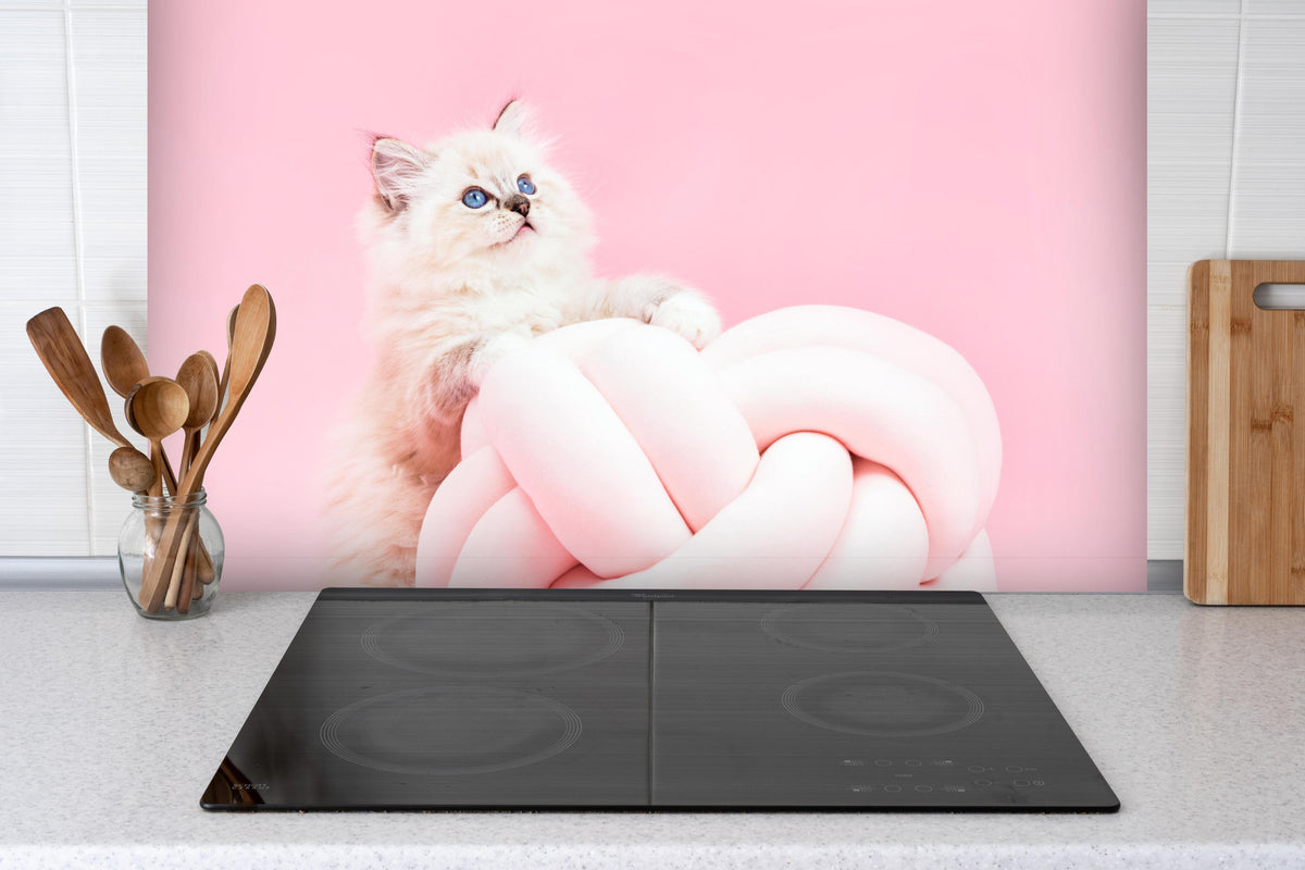 Spritzschutz - Ragdoll Katze auf Pinken Hintergrund hinter einem Cerankochfeld zwischen Holz-Kochutensilien
