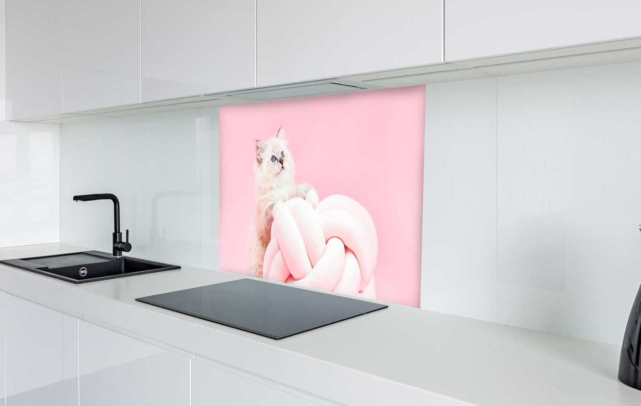 Spritzschutz - Ragdoll Katze auf Pinken Hintergrund  in weißer Hochglanz-Küche hinter einem Cerankochfeld