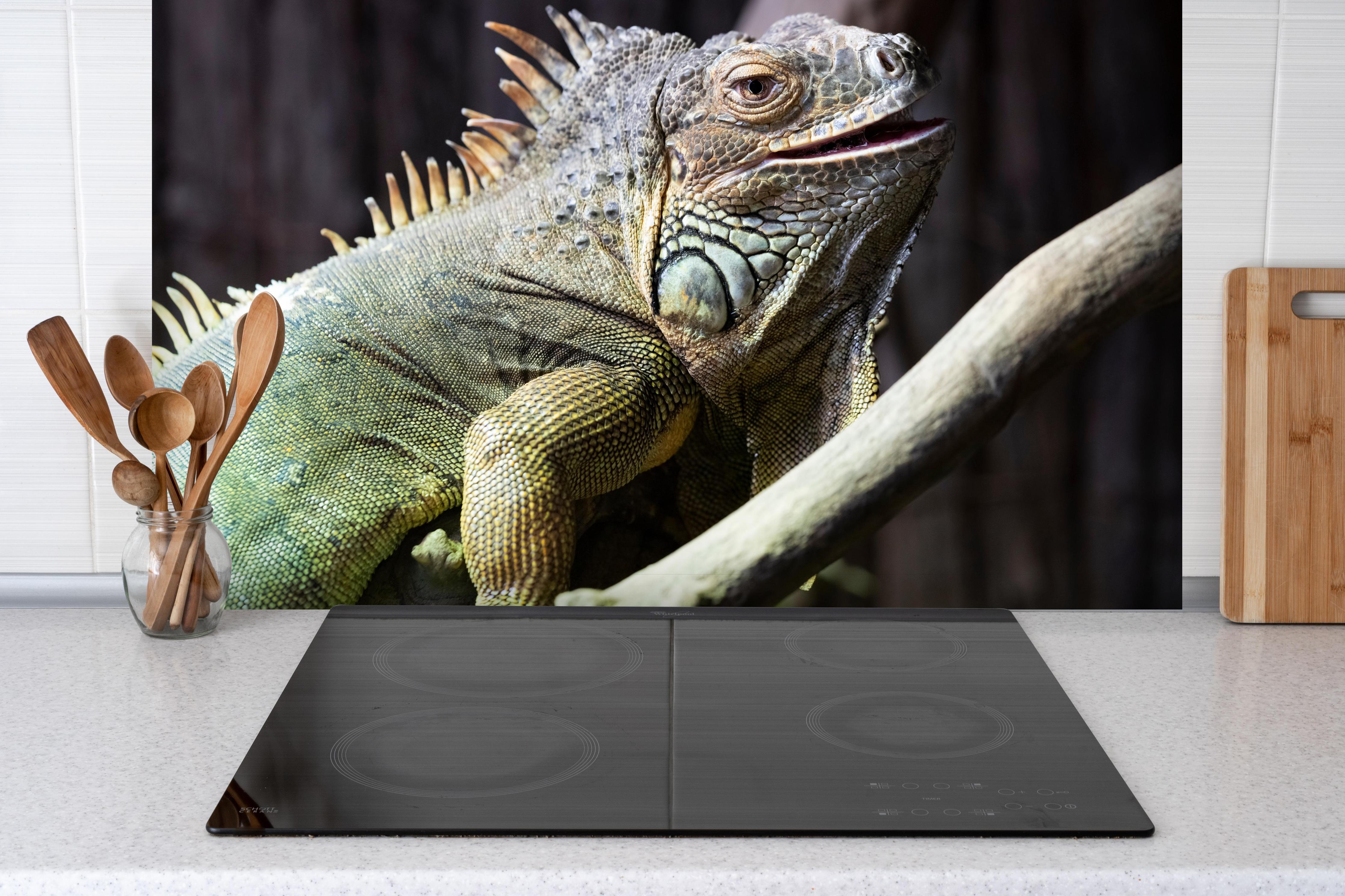 Spritzschutz - Ruhender Leguan hinter einem Cerankochfeld zwischen Holz-Kochutensilien
