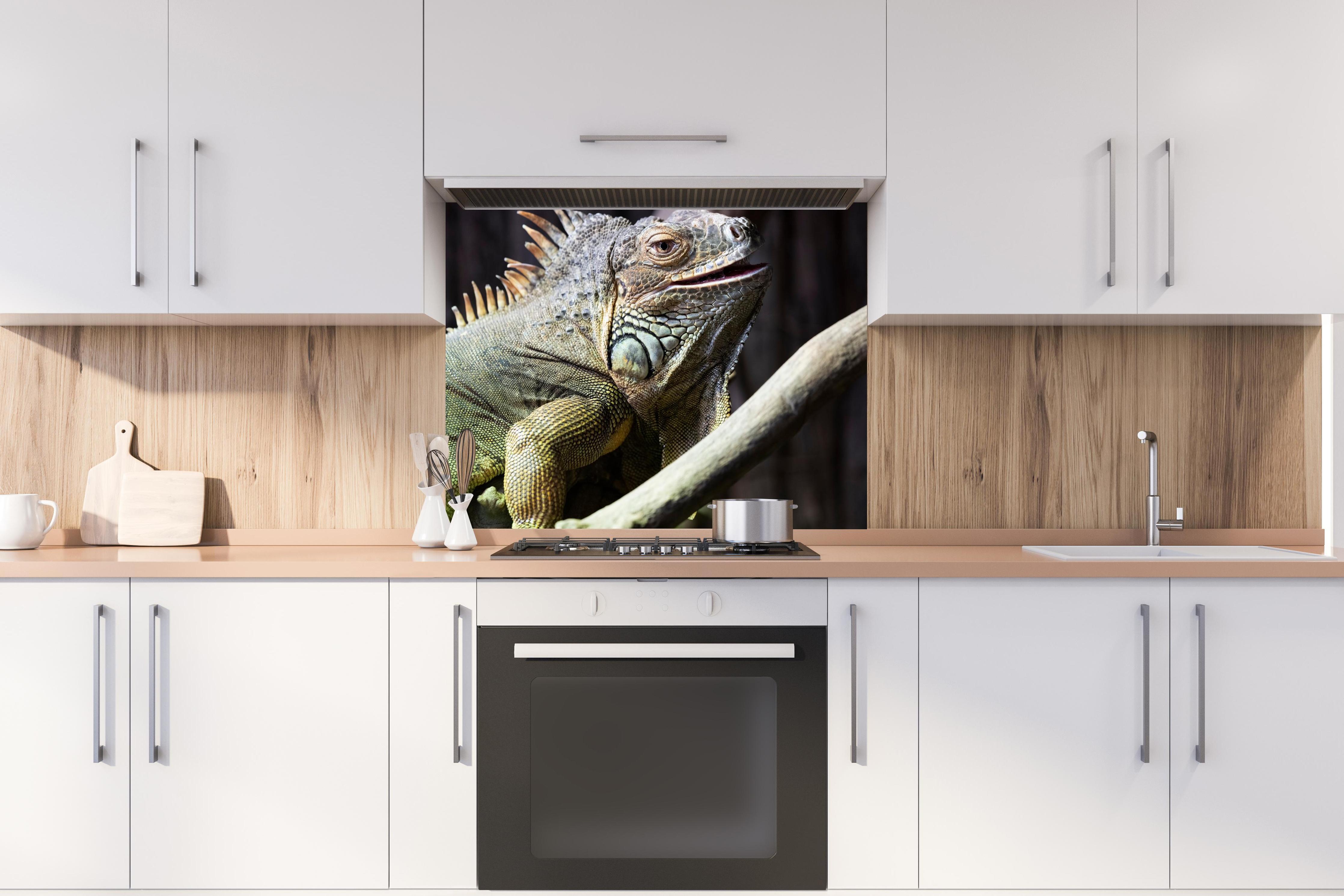 Spritzschutz - Ruhender Leguan hinter stilvollem Gasherd unter Dunstabzugshaube