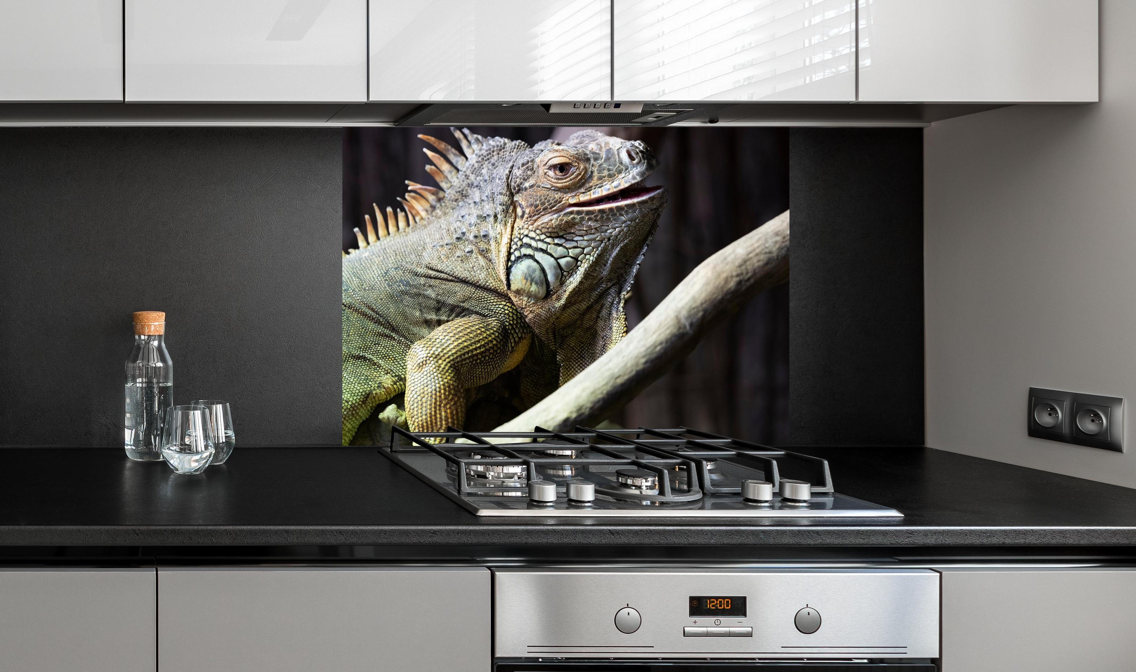 Spritzschutz - Ruhender Leguan an edler Anthrazit-Wand hinter silbernem Gasherd