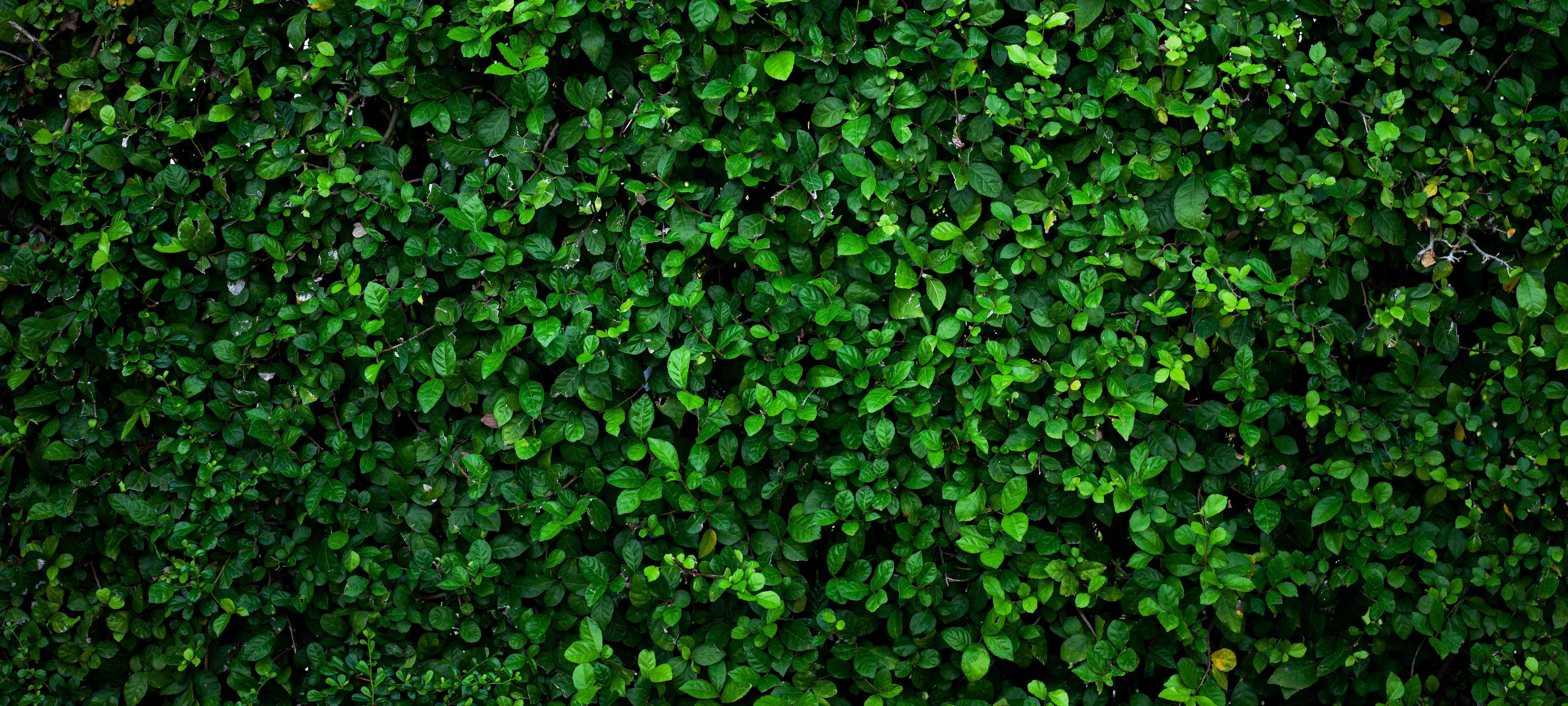 Spritzschutz-Satte grüne Blätter