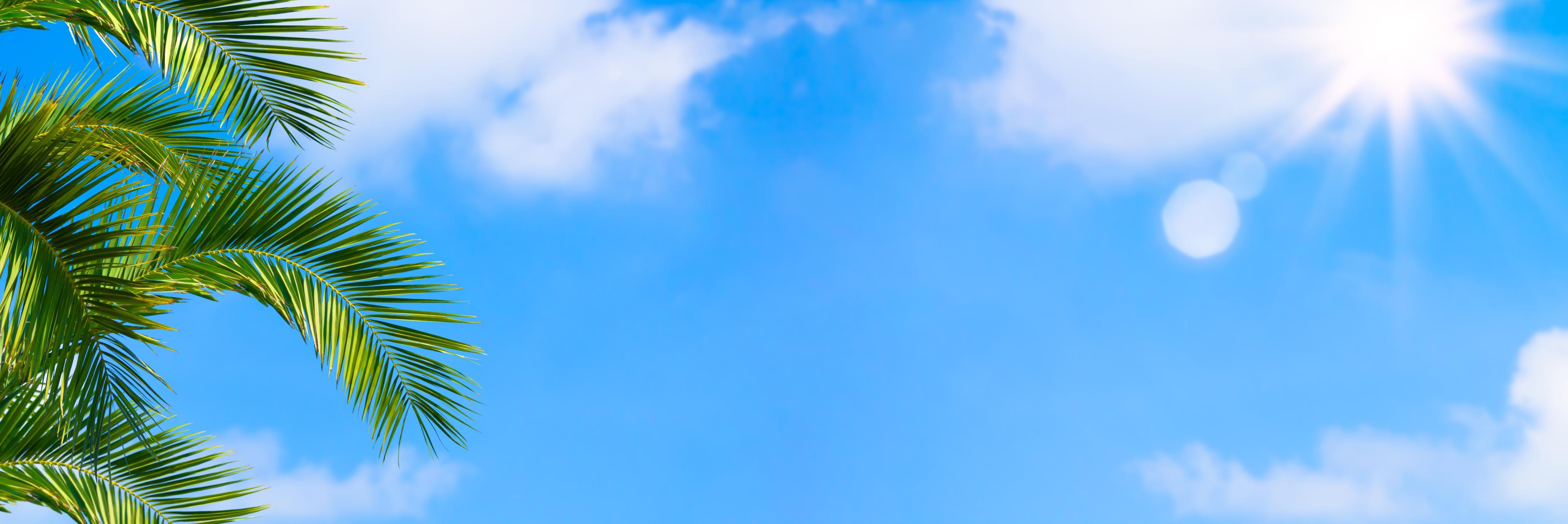 Spritzschutz-Sonne strahlt auf Palme