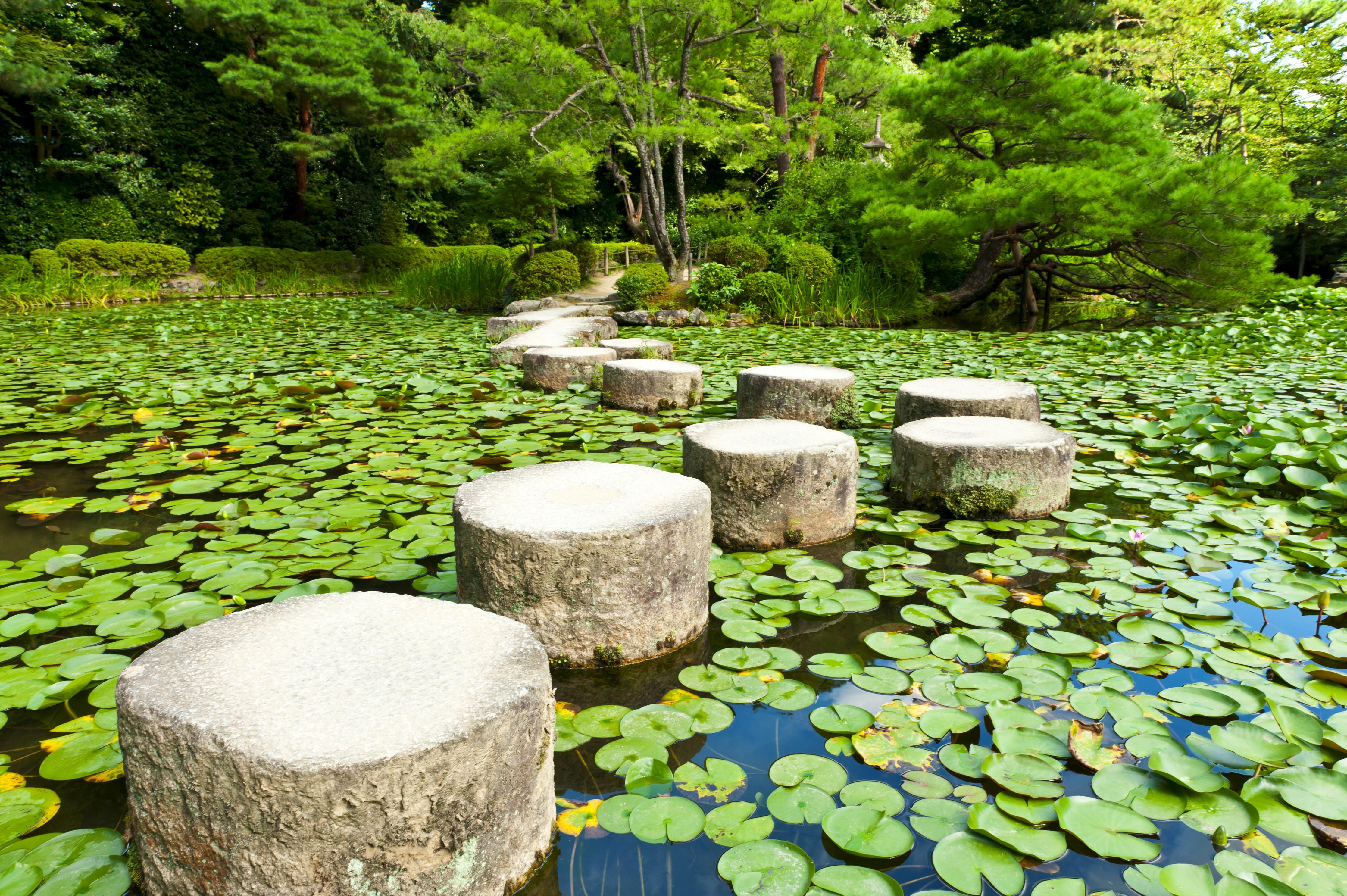 Spritzschutz-Stein-Zen-Pfad umhüllt von Wasserpflanzen