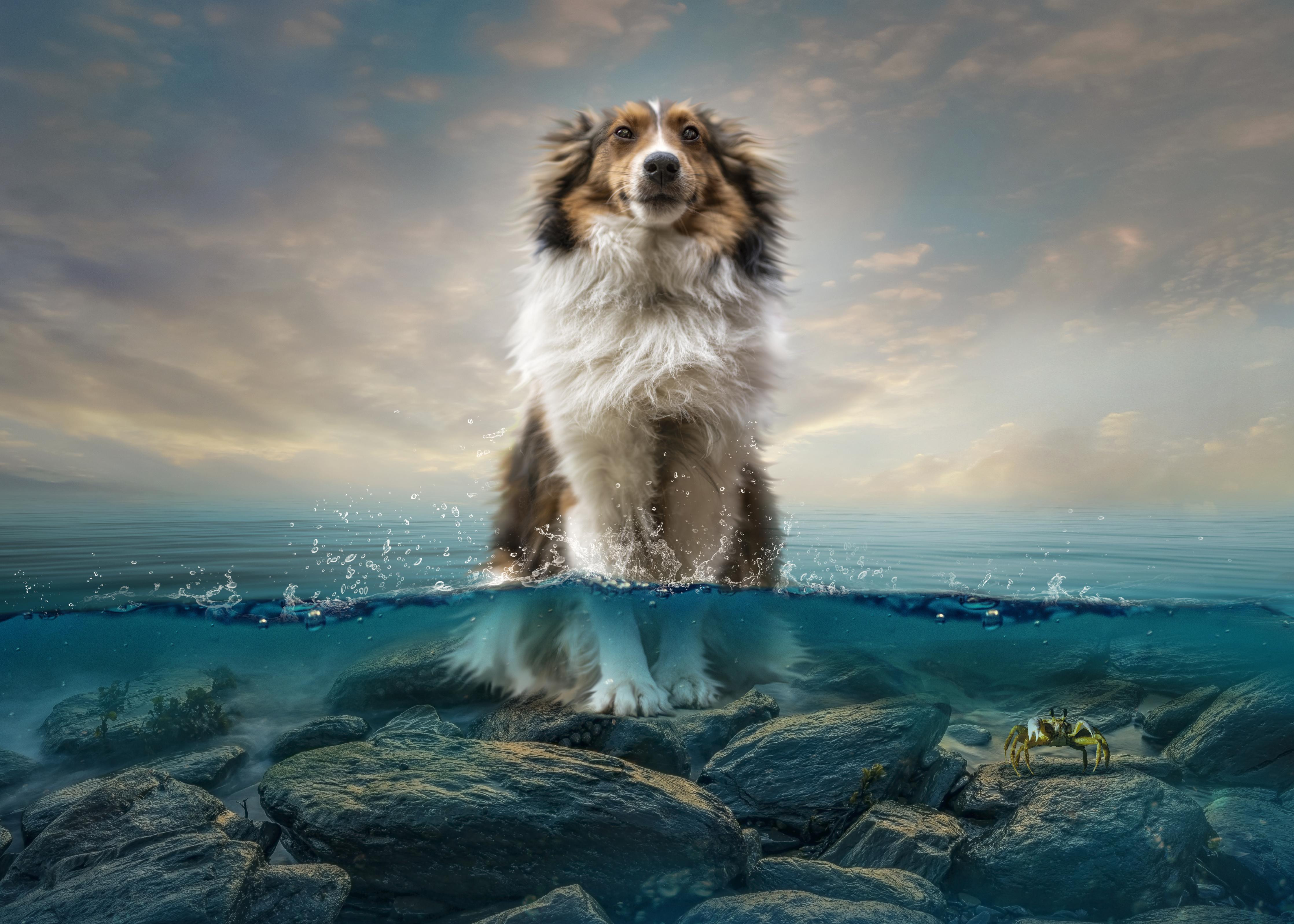 Spritzschutz-Stolzer Shetland-Schäferhund im Wasser