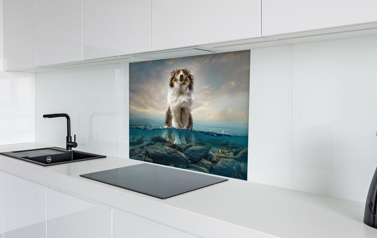 Spritzschutz - Stolzer Shetland-Schäferhund im Wasser  in weißer Hochglanz-Küche hinter einem Cerankochfeld