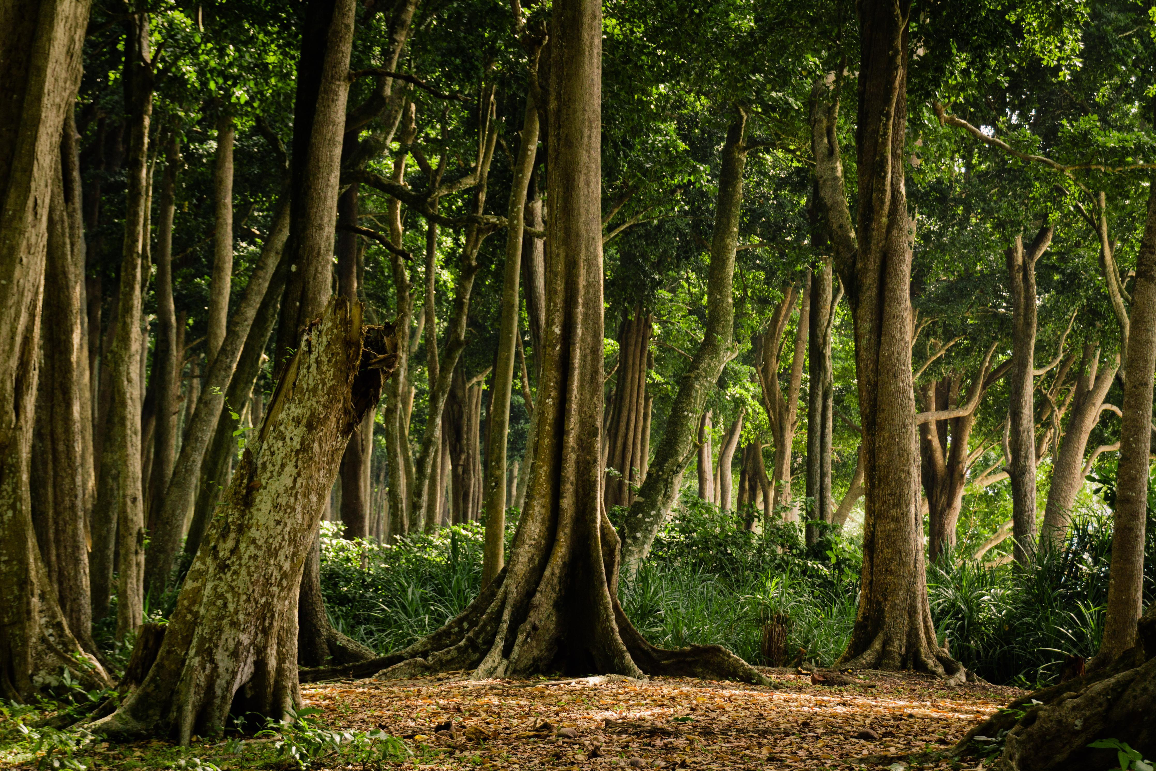 Spritzschutz-Tropischer Wald auf der Insel Havelock