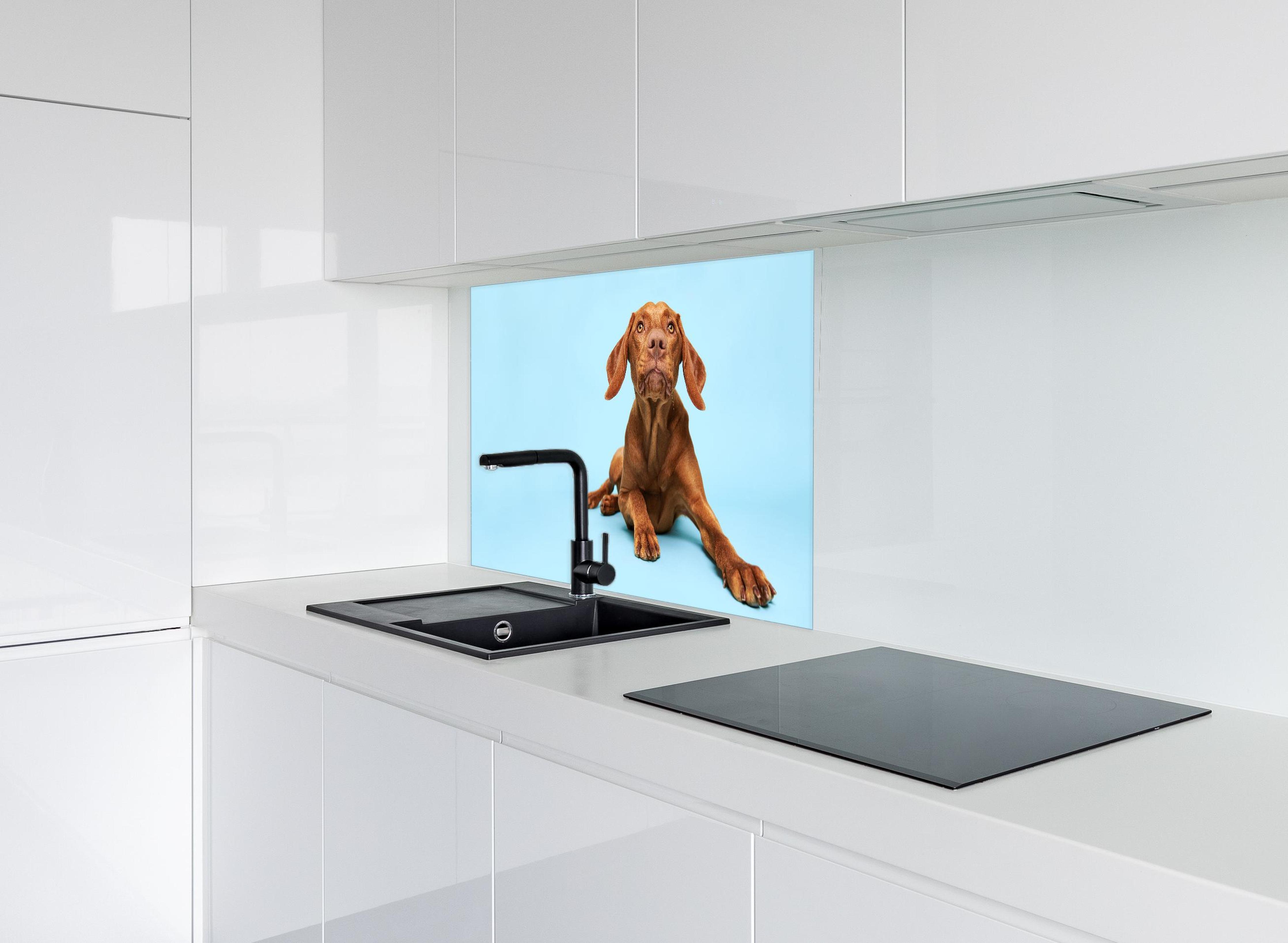 Spritzschutz - Ungarischer Vizsla-Welpe Portrait hinter modernem schwarz-matten Spülbecken in weißer Hochglanz-Küche