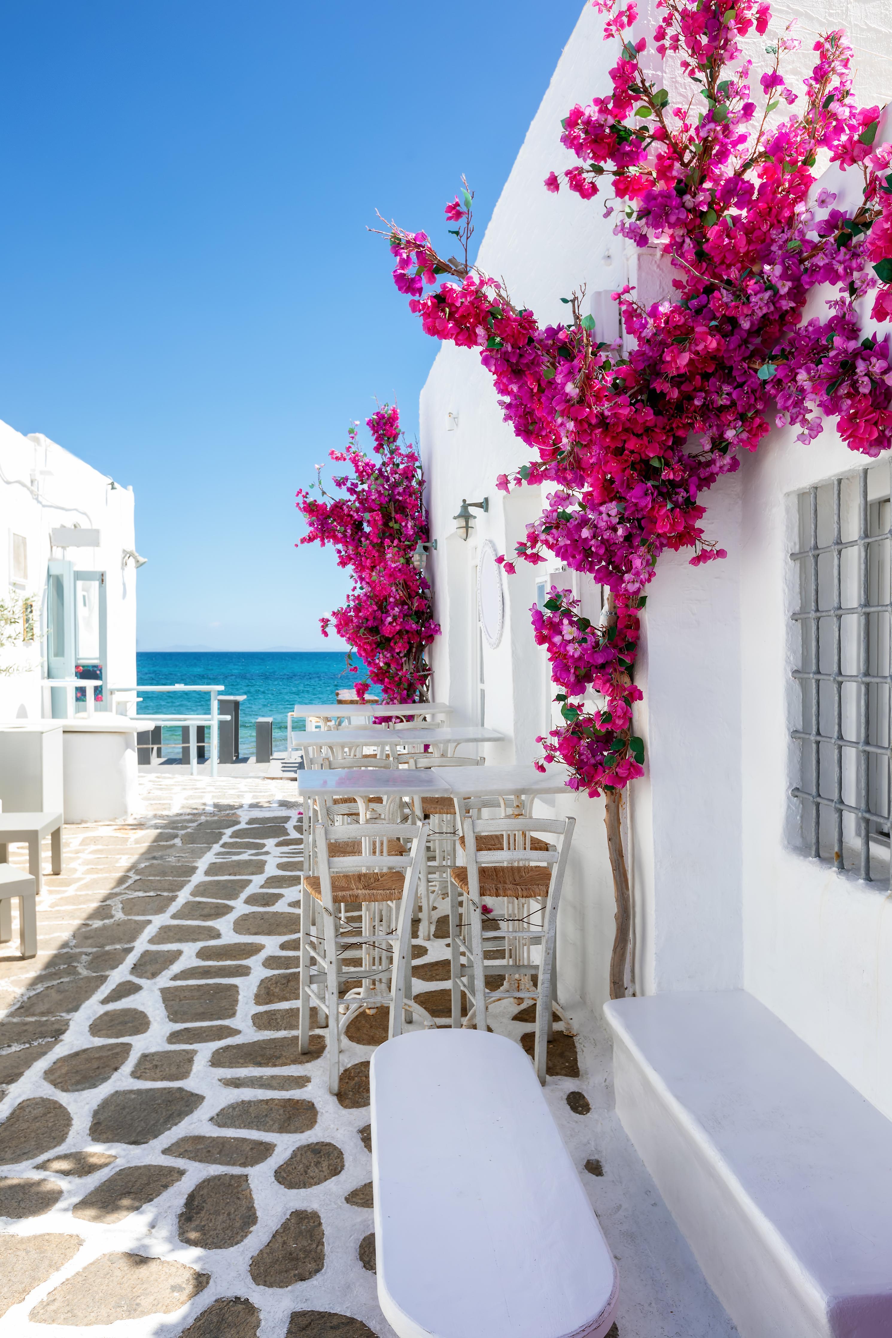 Spritzschutz-Weiße Gasse mit Oleander Blumen in Mykonos