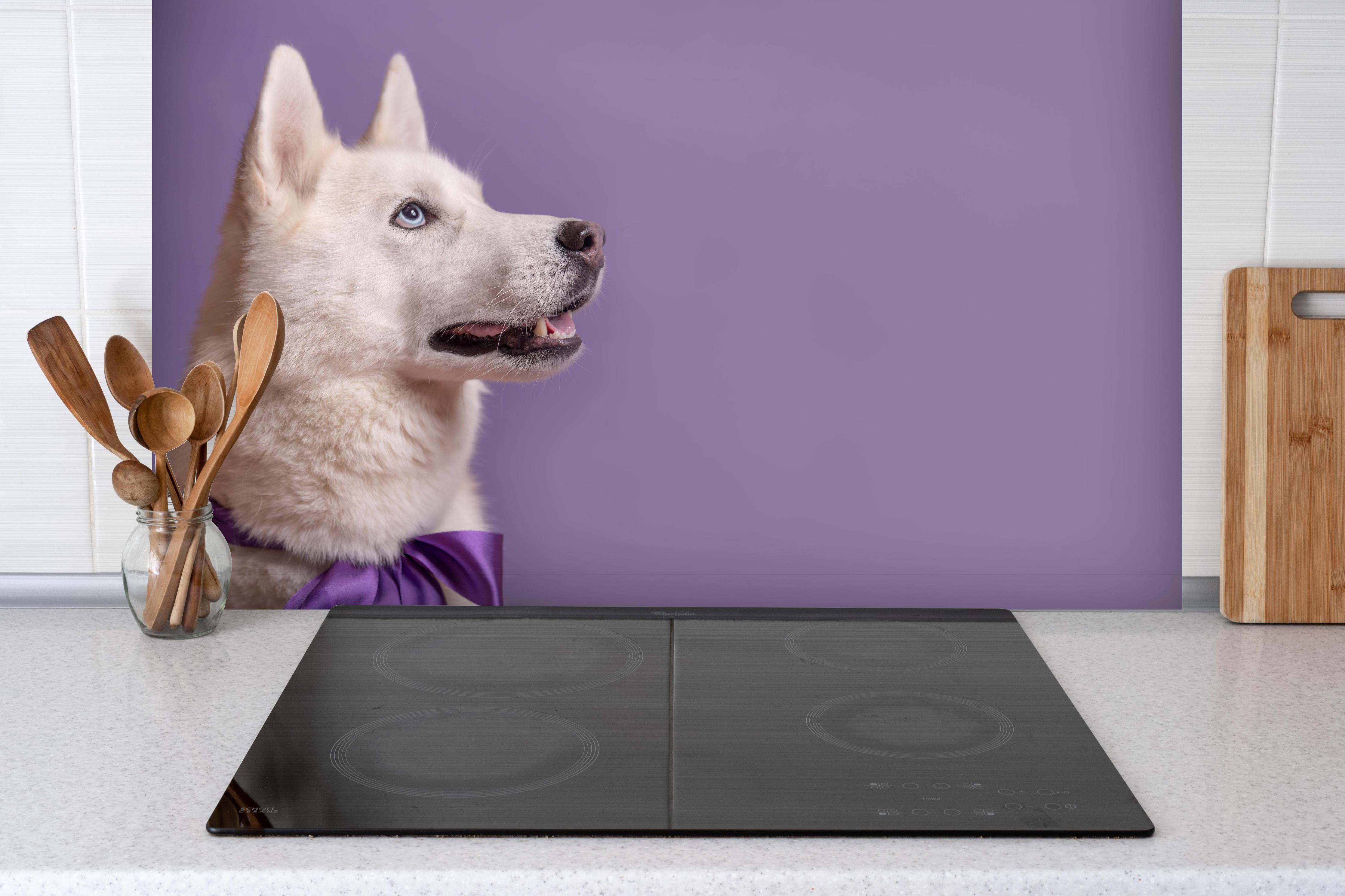 Spritzschutz - Weißer sibirischer Husky Hund mit violetter Fliege hinter einem Cerankochfeld zwischen Holz-Kochutensilien
