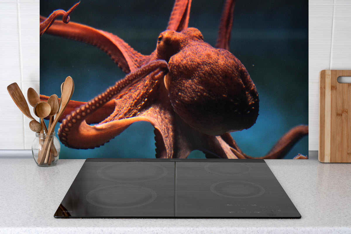 Spritzschutz - rötlicher Oktopus Unterwasser  hinter einem Cerankochfeld zwischen Holz-Kochutensilien
