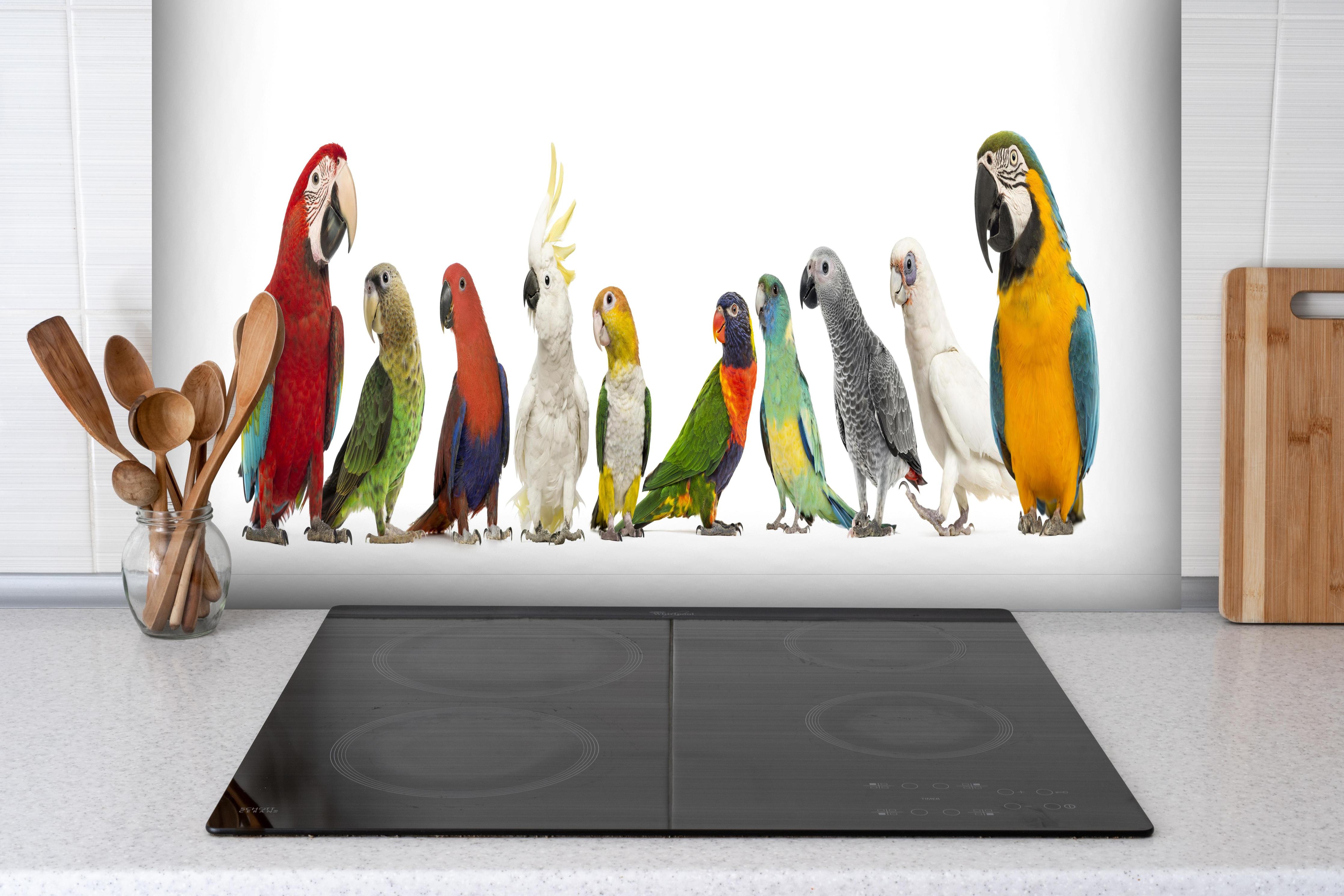 Spritzschutz - Tropische Papageien - Exotisch hinter einem Cerankochfeld zwischen Holz-Kochutensilien
