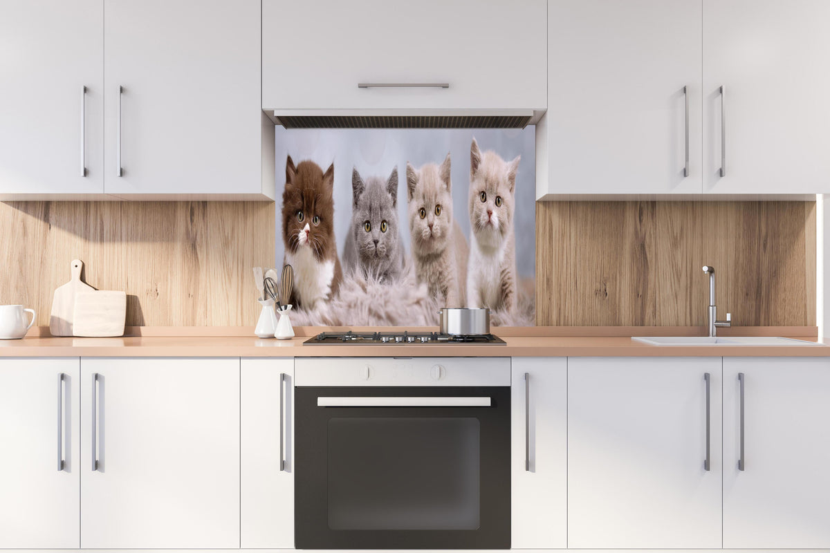 Spritzschutz - Vier süße Katzenbaby hinter einem Cerankochfeld zwischen Holz-Kochutensilien
