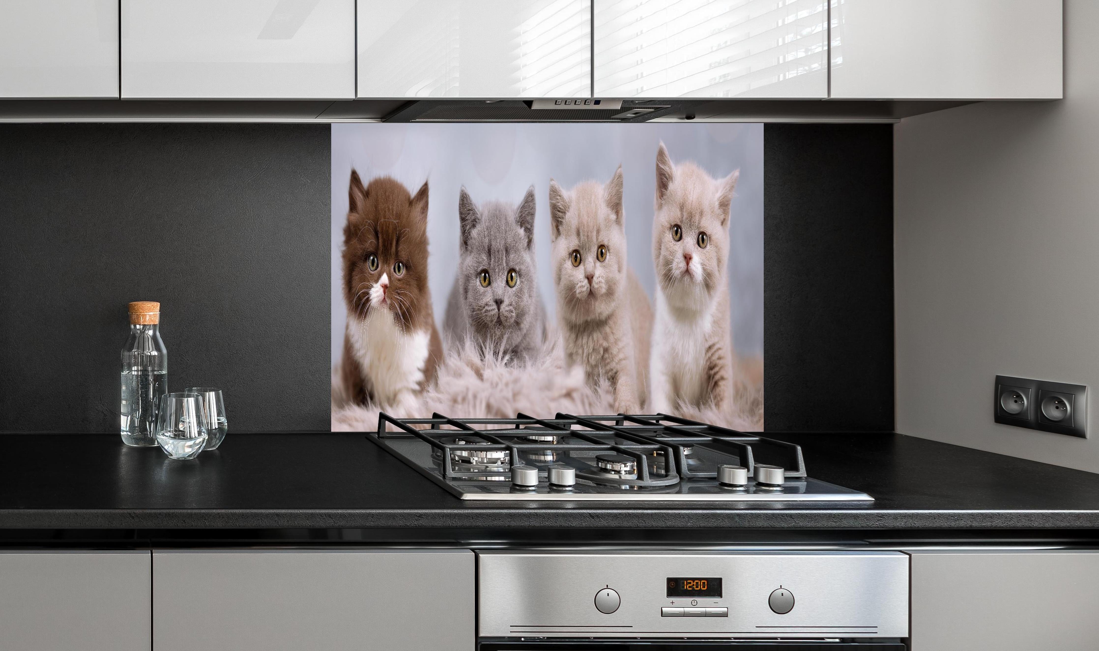 Spritzschutz - Vier süße Katzenbaby hinter einem Cerankochfeld zwischen Holz-Kochutensilien
