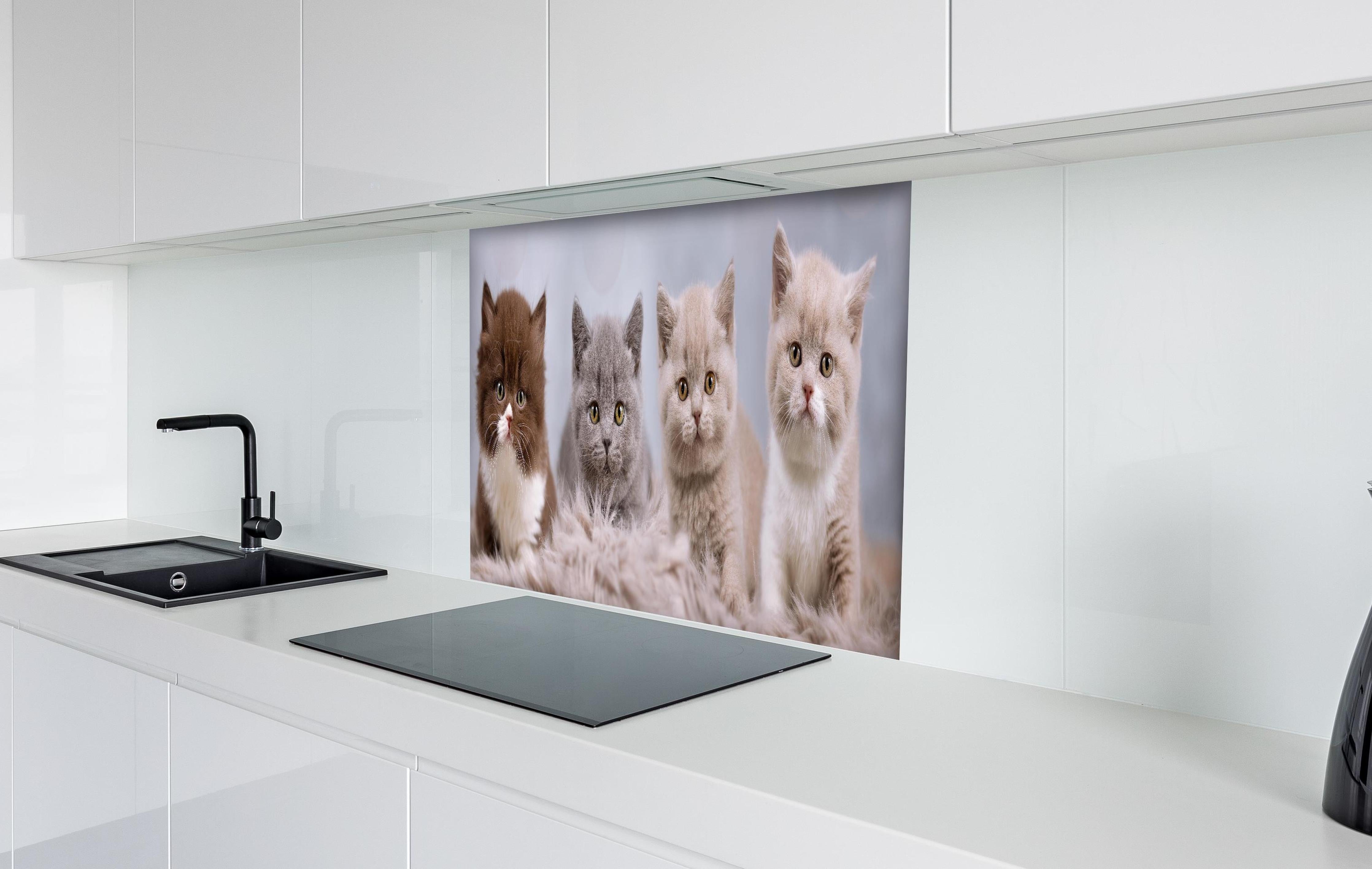 Spritzschutz - Vier süße Katzenbaby hinter einem Cerankochfeld zwischen Holz-Kochutensilien
