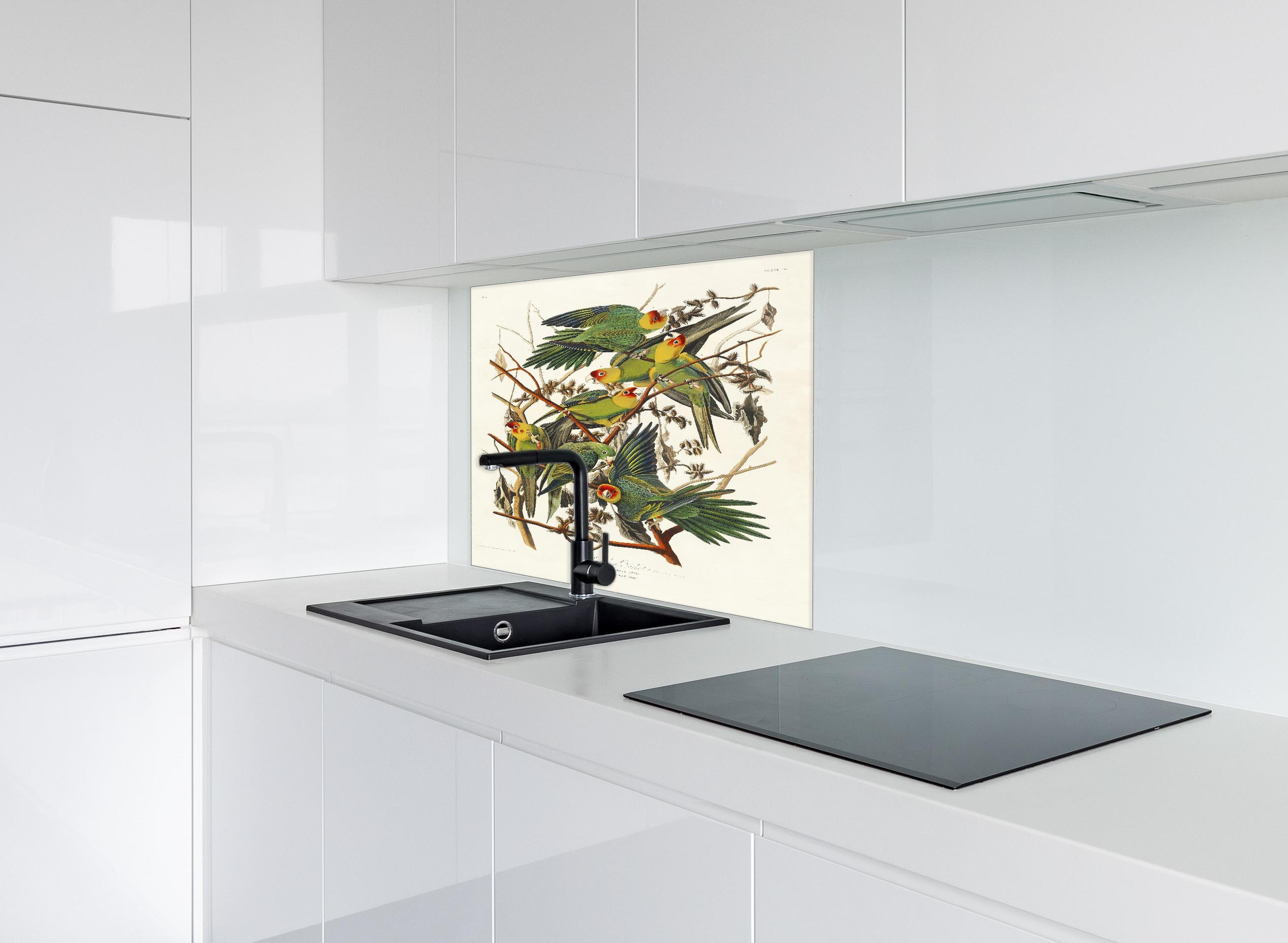 Spritzschutz - Vogel Portait - Robert Havell  hinter einem Cerankochfeld zwischen Holz-Kochutensilien
