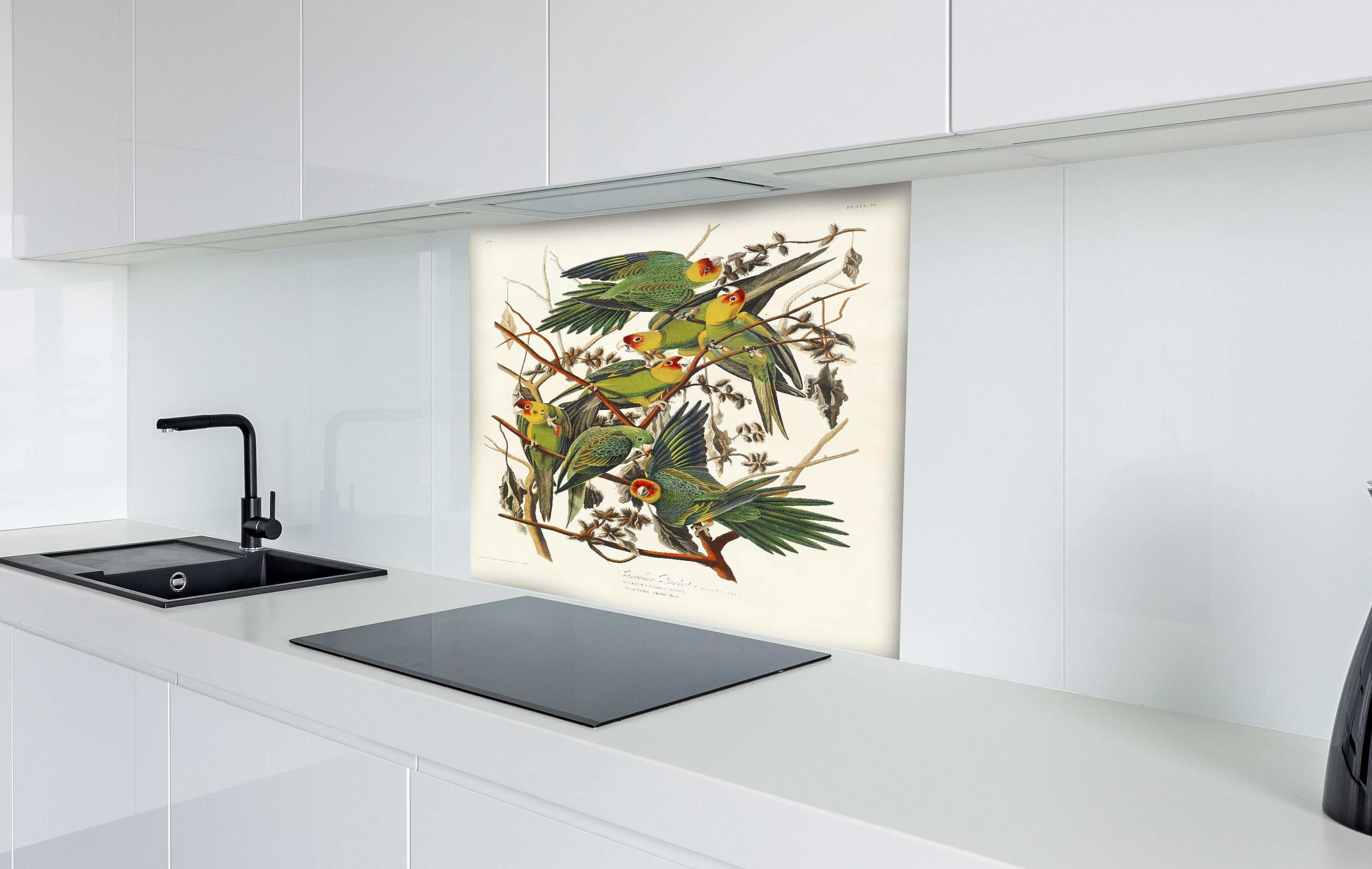 Spritzschutz - Vogel Portait - Robert Havell  hinter einem Cerankochfeld zwischen Holz-Kochutensilien
