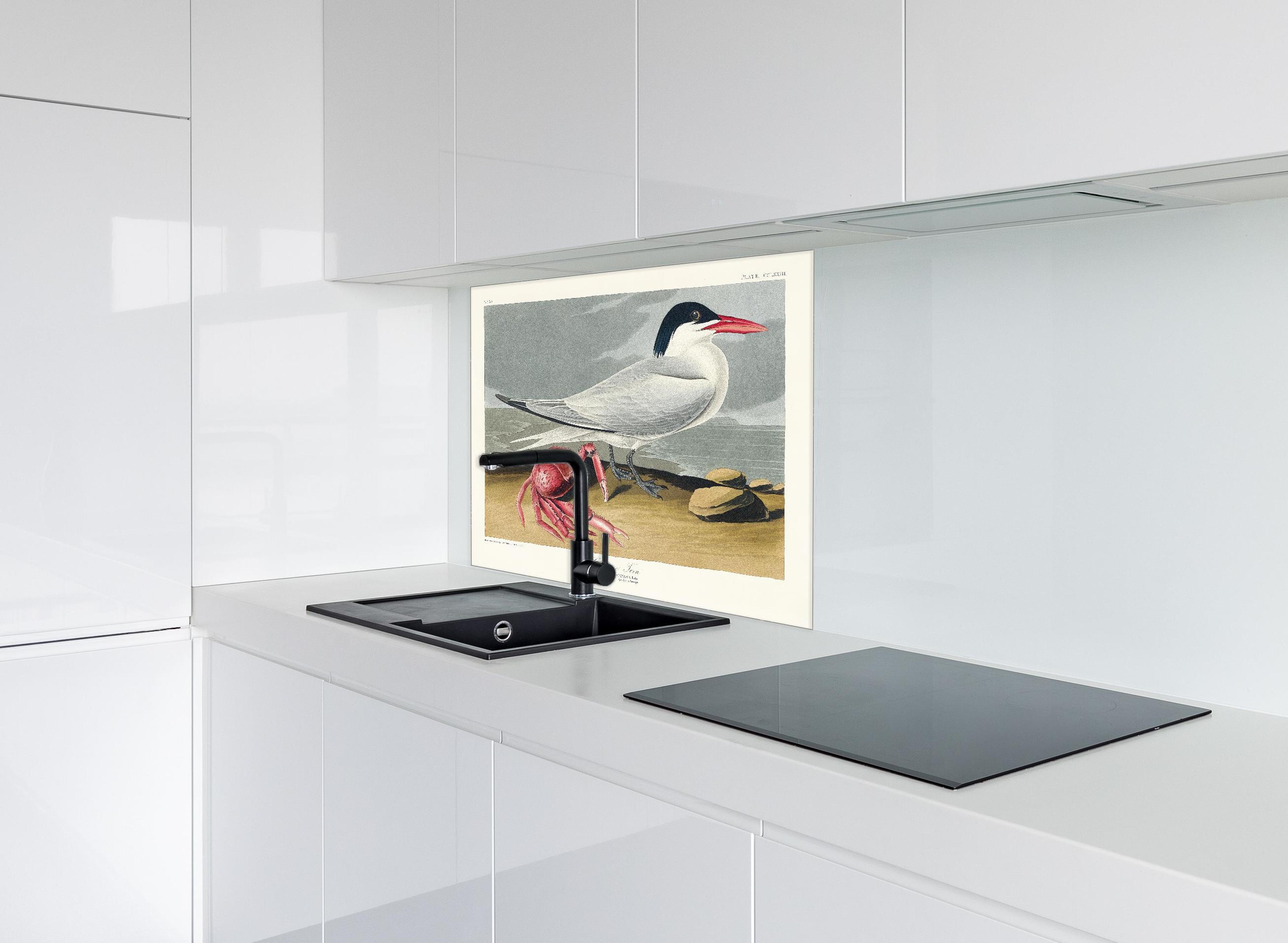 Spritzschutz - Vogel Portrait - Robert Havell hinter einem Cerankochfeld zwischen Holz-Kochutensilien
