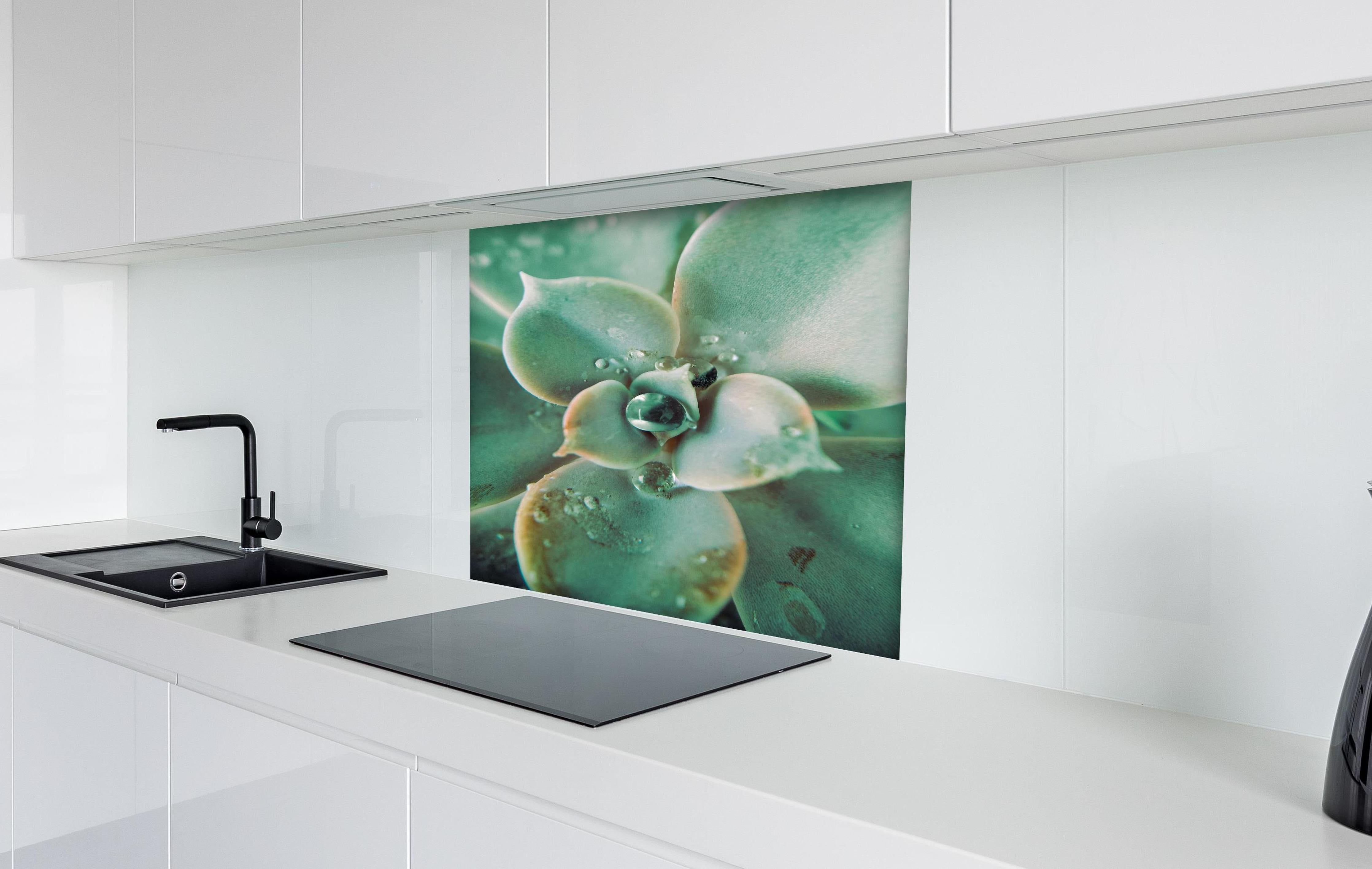 Spritzschutz - Wassertropfen - Sukkulente hinter einem Cerankochfeld zwischen Holz-Kochutensilien
