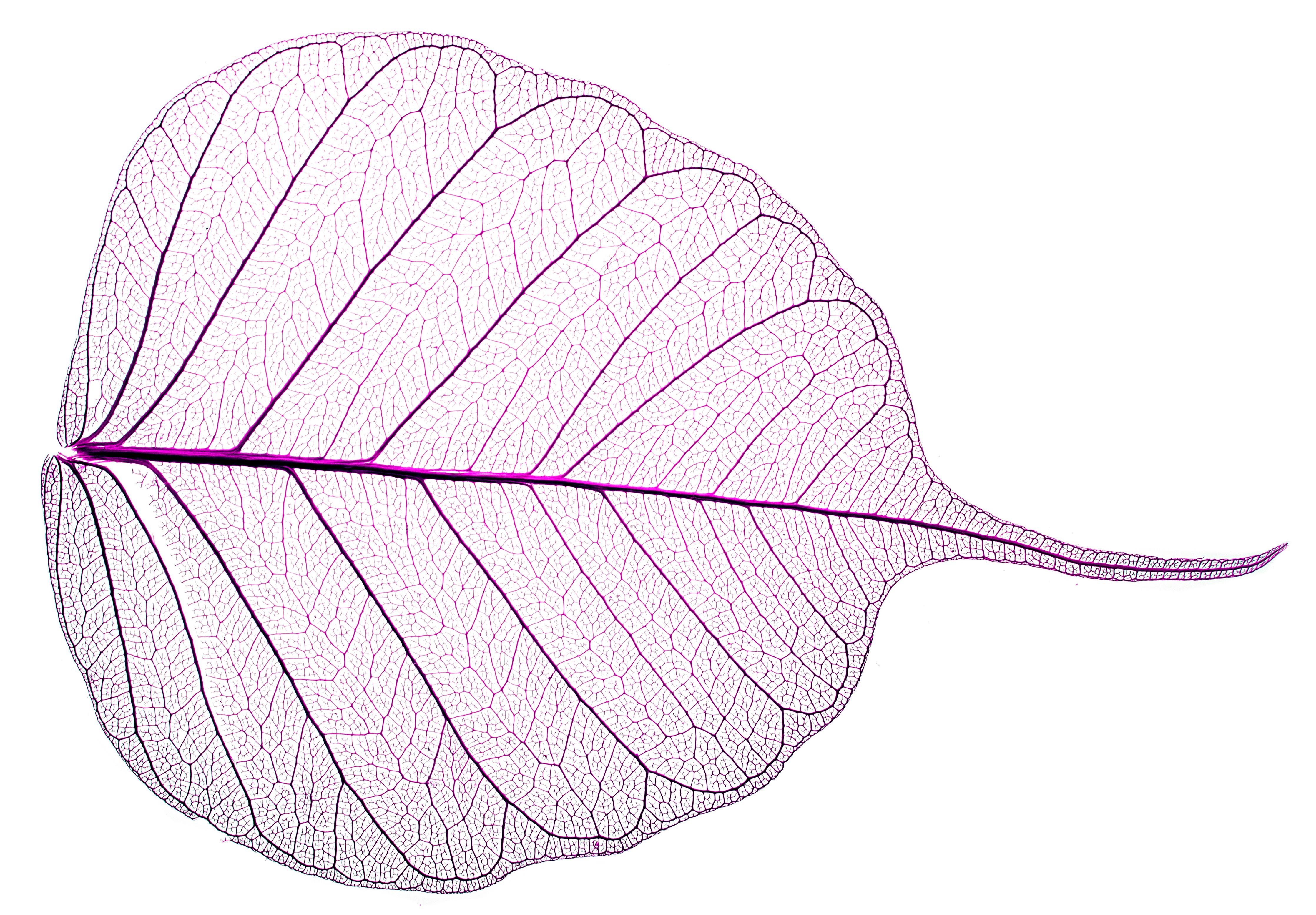 Spritzschutz-Weißes Blatt Skelett mit lila Akzent